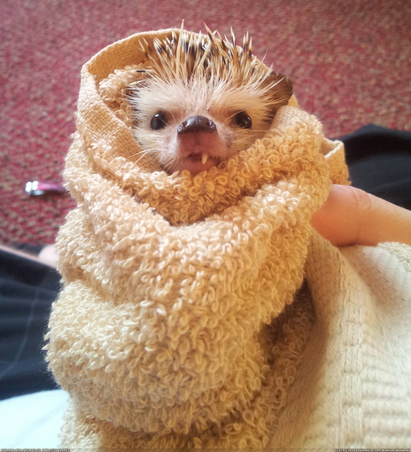 #One #Night #People #Hedgehog #Scraggly #Toothed #Lot #Bath #Enjoyed [Aww] Since a lot of people enjoyed the scraggly one toothed hedgehog here he is after his bath last night. Pic. (Obraz z album My r/AWW favs))
