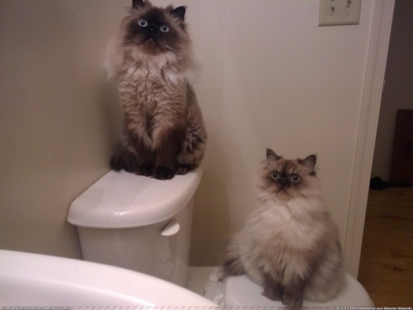 #Time #Wait #Shower [Aww] They wait here every time the shower is on Pic. (Obraz z album My r/AWW favs))