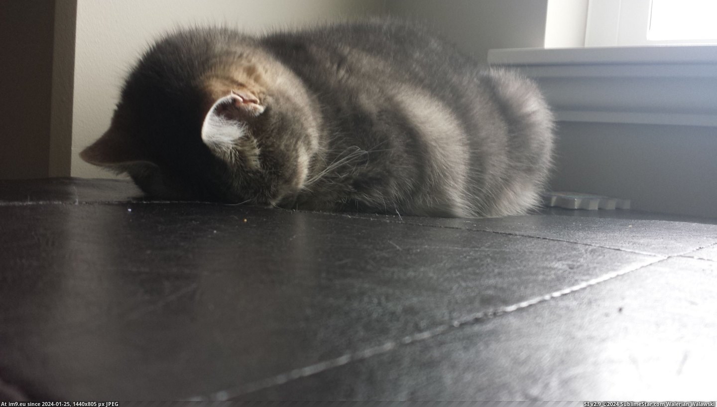 #Cat #Sleeps #Boyfriends #Sisters [Aww] This is how my boyfriends sisters cat sleeps... Pic. (Bild von album My r/AWW favs))