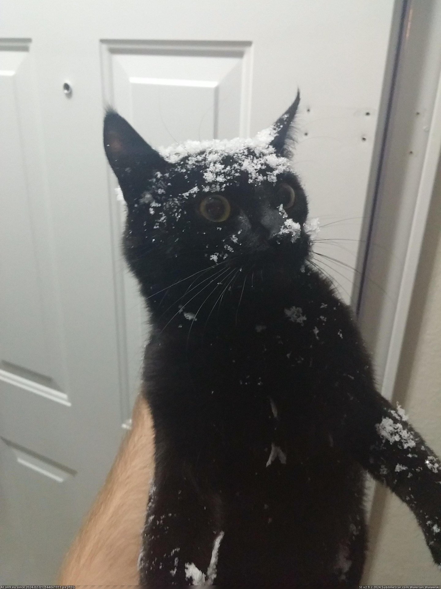 [Aww] This is my cat after trying to run out the door..... Into a wall of snow. (in My r/AWW favs)