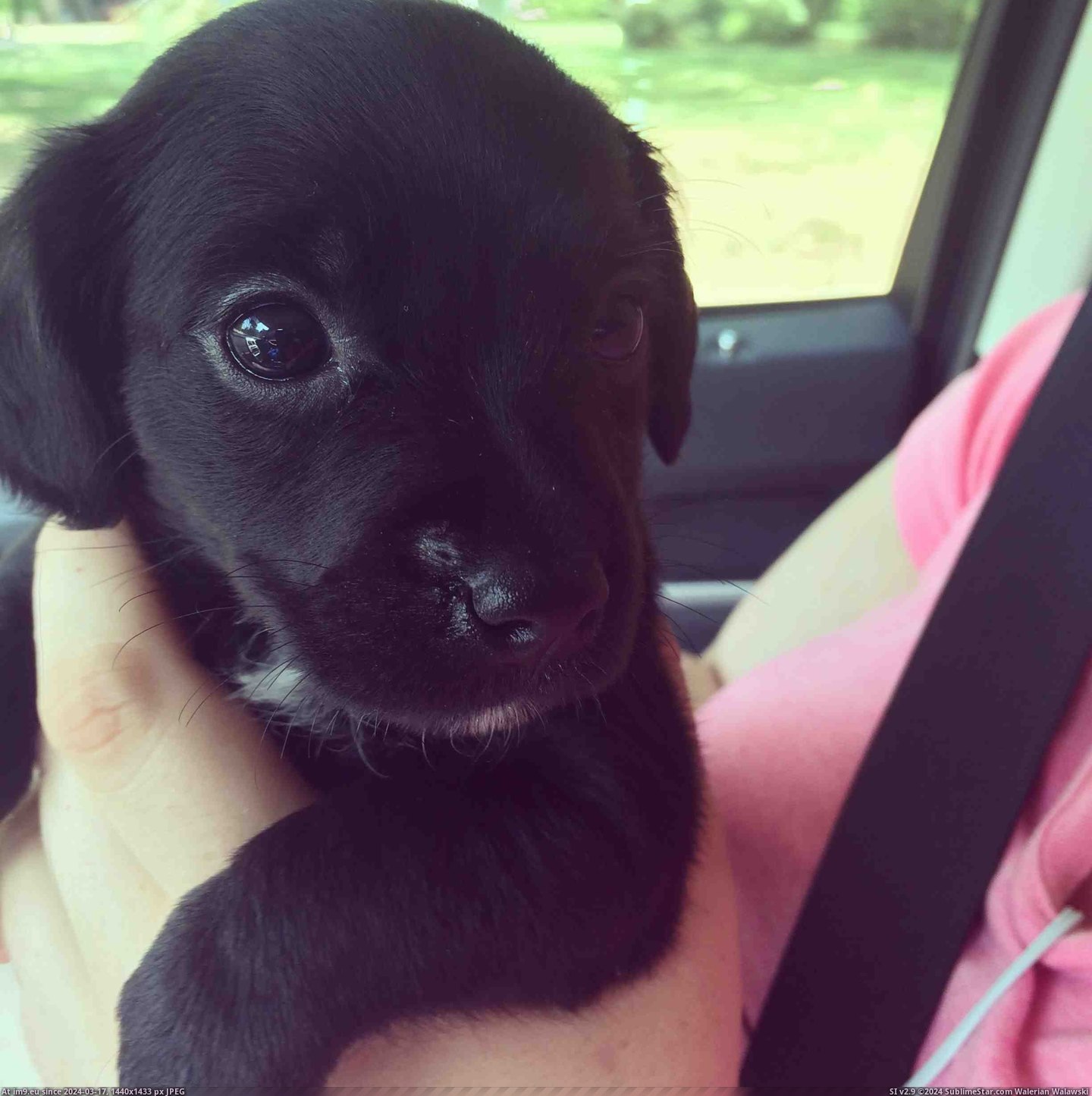 #Puppy #Eat #Foster #Mates #Darla #Litter #Smaller #Sup [Aww] This is my foster puppy, Darla. Her litter mates wouldn't let her eat because she was so much smaller than them. I was sup Pic. (Image of album My r/AWW favs))