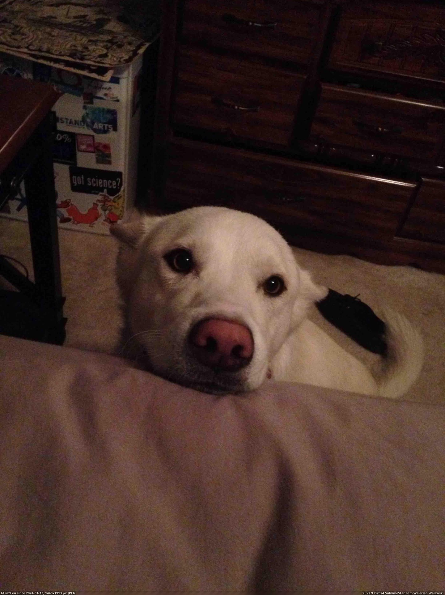 #Morning #Eyes #Move #Stares #Tail #Wake [Aww] This is the look I wake up to every morning. He stares at me until I move or open my eyes, then his tail starts going craz Pic. (Image of album My r/AWW favs))