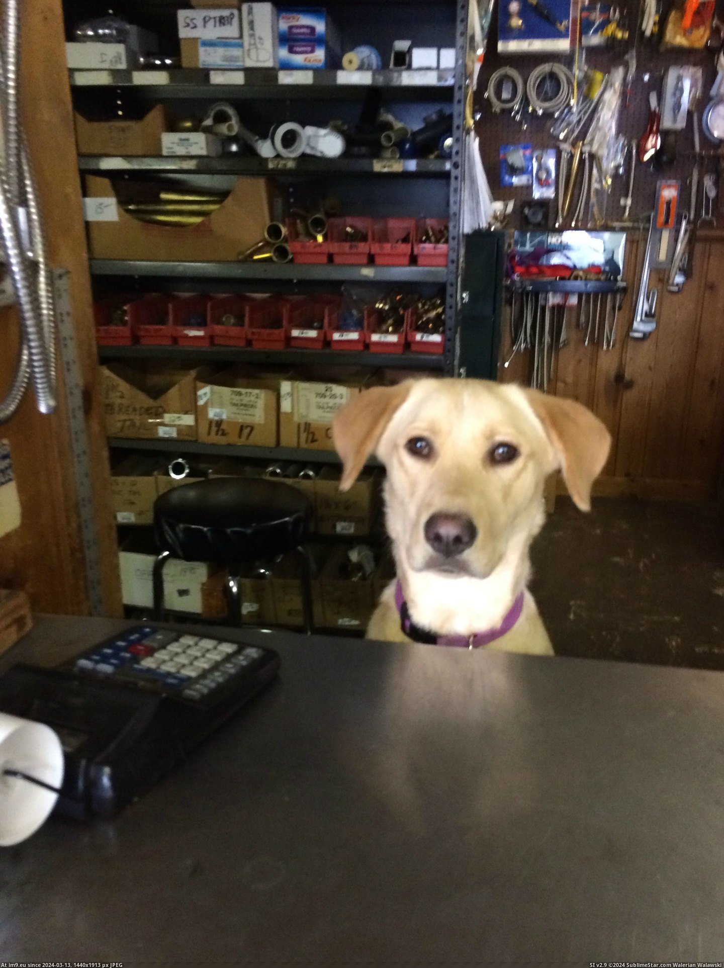 #High #She #Bit #Local #Plumbing #Bearable #Greeter #Store #Official #Supply #Prices [Aww] This is the official greeter at the local plumbing supply store. She makes the high prices a bit more bearable, at least. Pic. (Obraz z album My r/AWW favs))