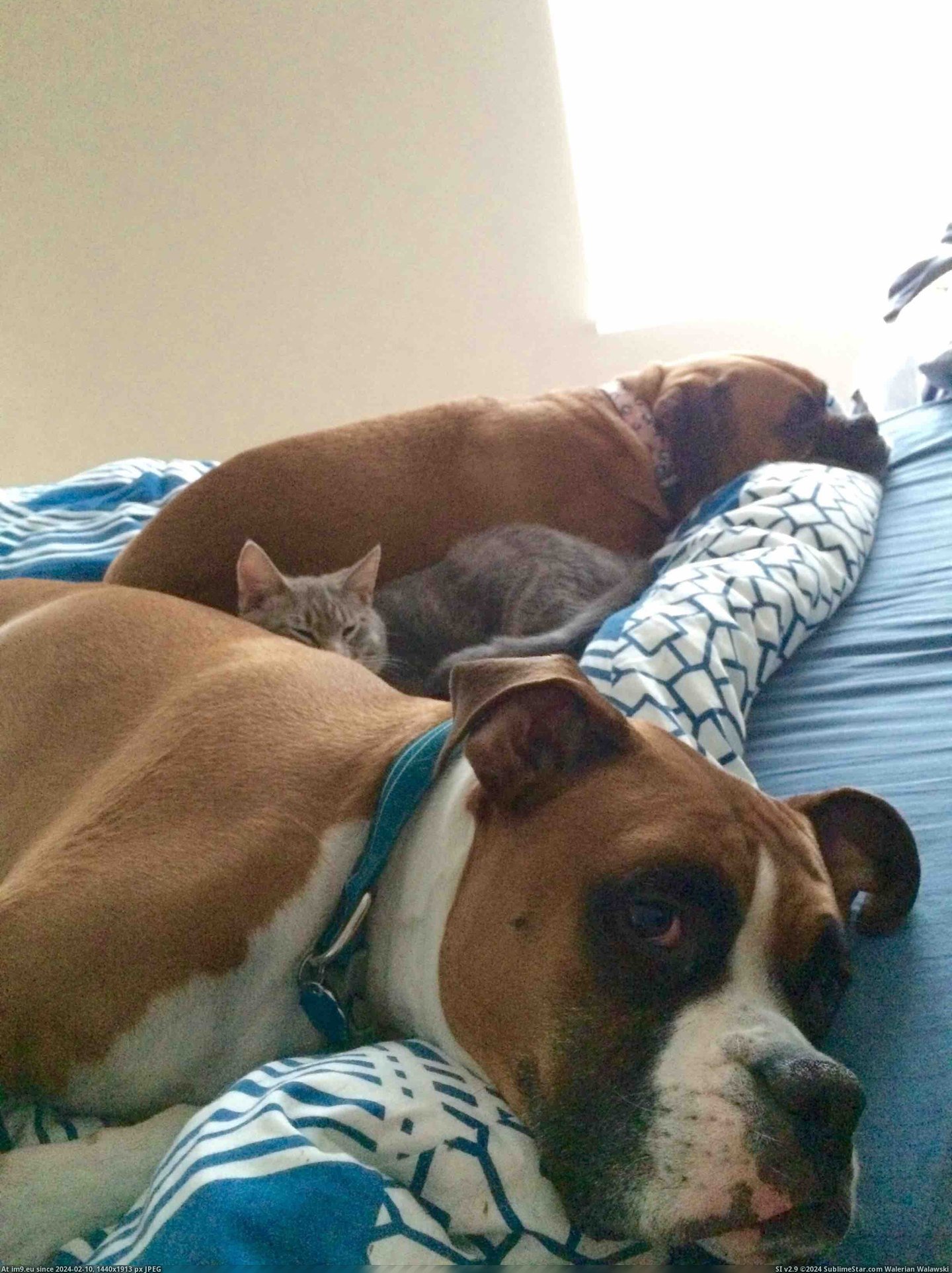 #Feel #Sick #Crew #Afternoon [Aww] Went home sick yesterday, this was my feel better crew all afternoon. Pic. (Image of album My r/AWW favs))