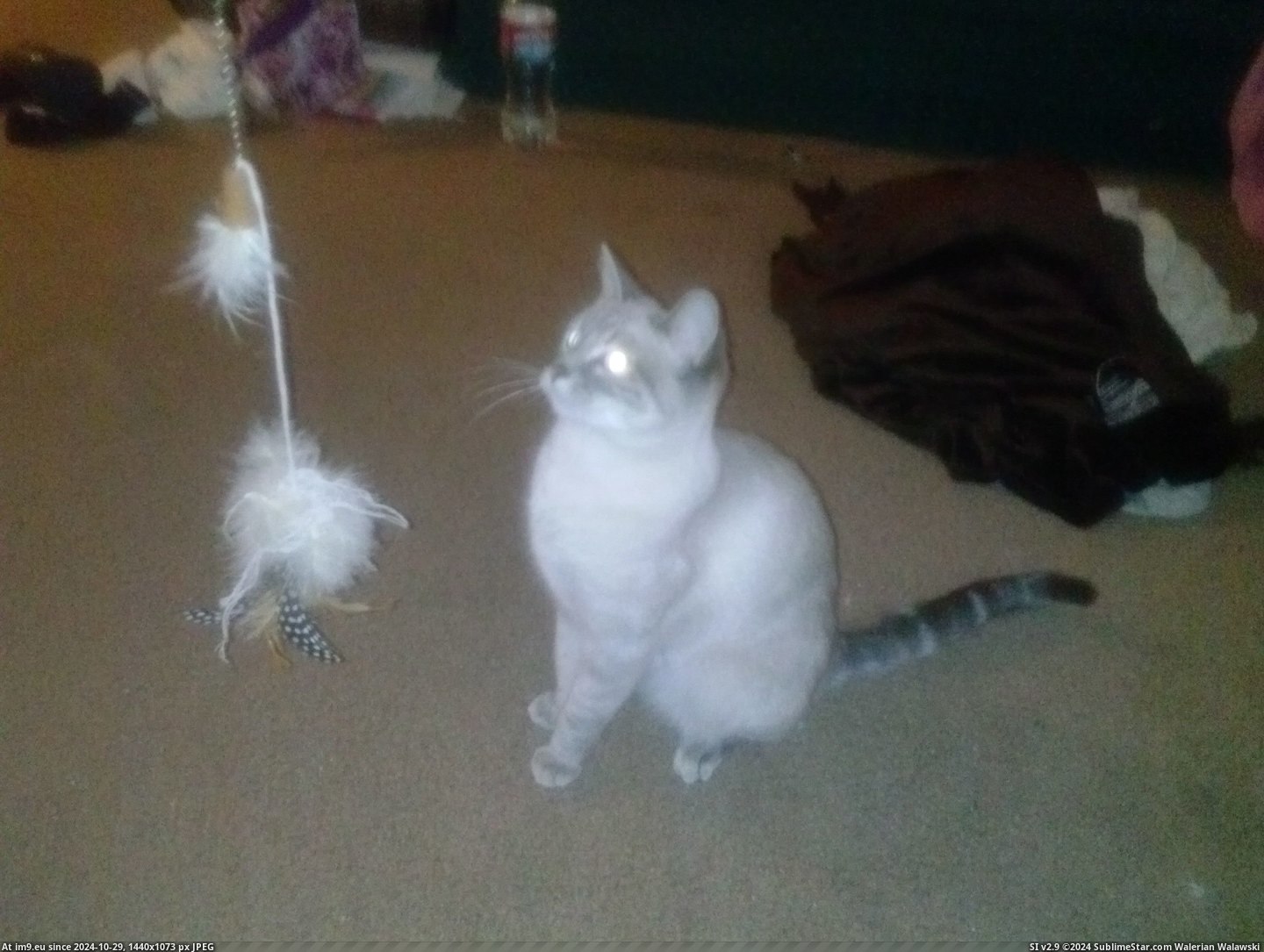 #Boobs #Pussy #Amateur #Ass #Bigboobs #Hottits #Hotgirls #Bigtits #Bestbabes #Girlsass #Pinkpussy #Pthc bBQGiDY Pic. (Изображение из альбом Rando-Wilders))