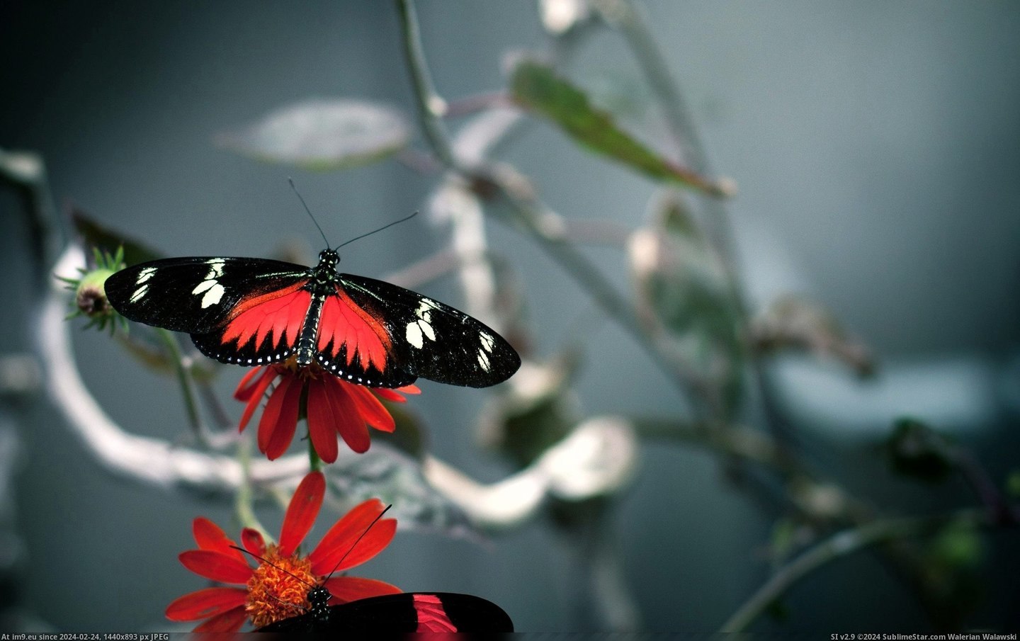 #Wallpaper #Butterfly #Wide Butterfly Wide HD Wallpaper Pic. (Obraz z album Unique HD Wallpapers))