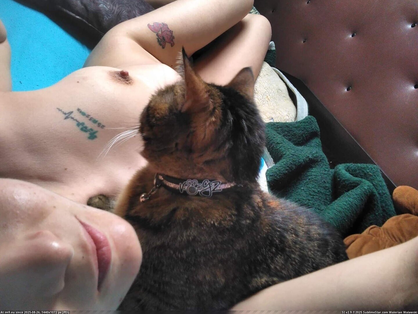 #Porn #Tits #Amateur #Nude #Naked #Small #Selfie #Cats #Cat #Hair cat_selfie3 Pic. (Image of album Valentina nude selfies with cats))