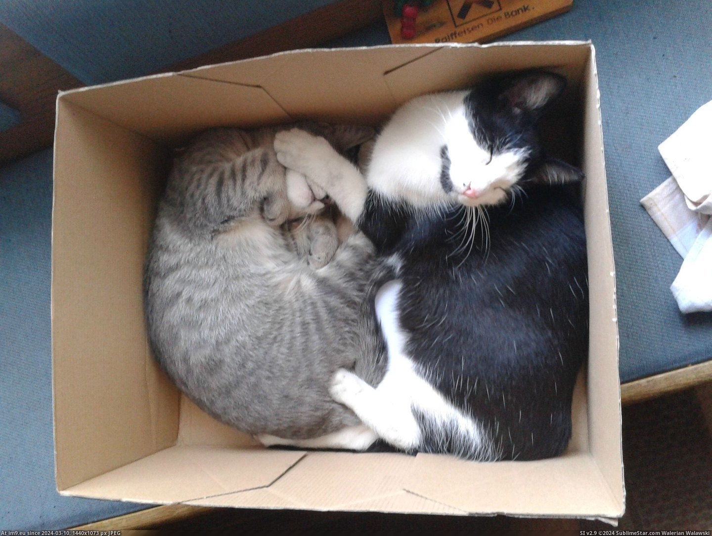 #Cats #Old #Two #Did #Grow #Quickly #Finding #Months #Weeks #Kittens #Few [Cats] A few months back I did a post about finding 2 two-weeks-old kittens. They grow so quickly 4 Pic. (Obraz z album My r/CATS favs))