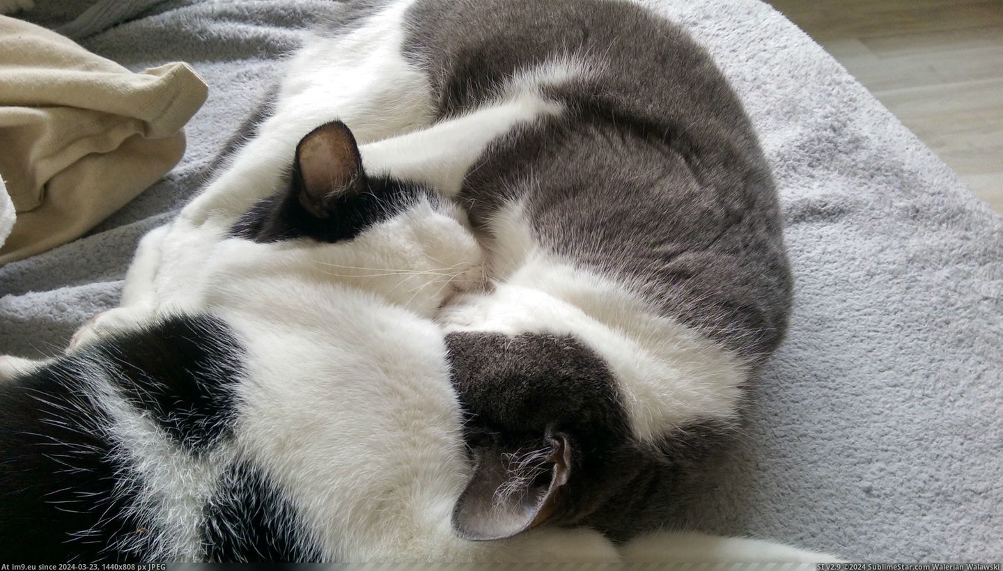 #Cats #Heart #Fighting #Lightened #Weeks #Sleep [Cats] After weeks of fighting, seeing them sleep like this lightened up my heart Pic. (Image of album My r/CATS favs))