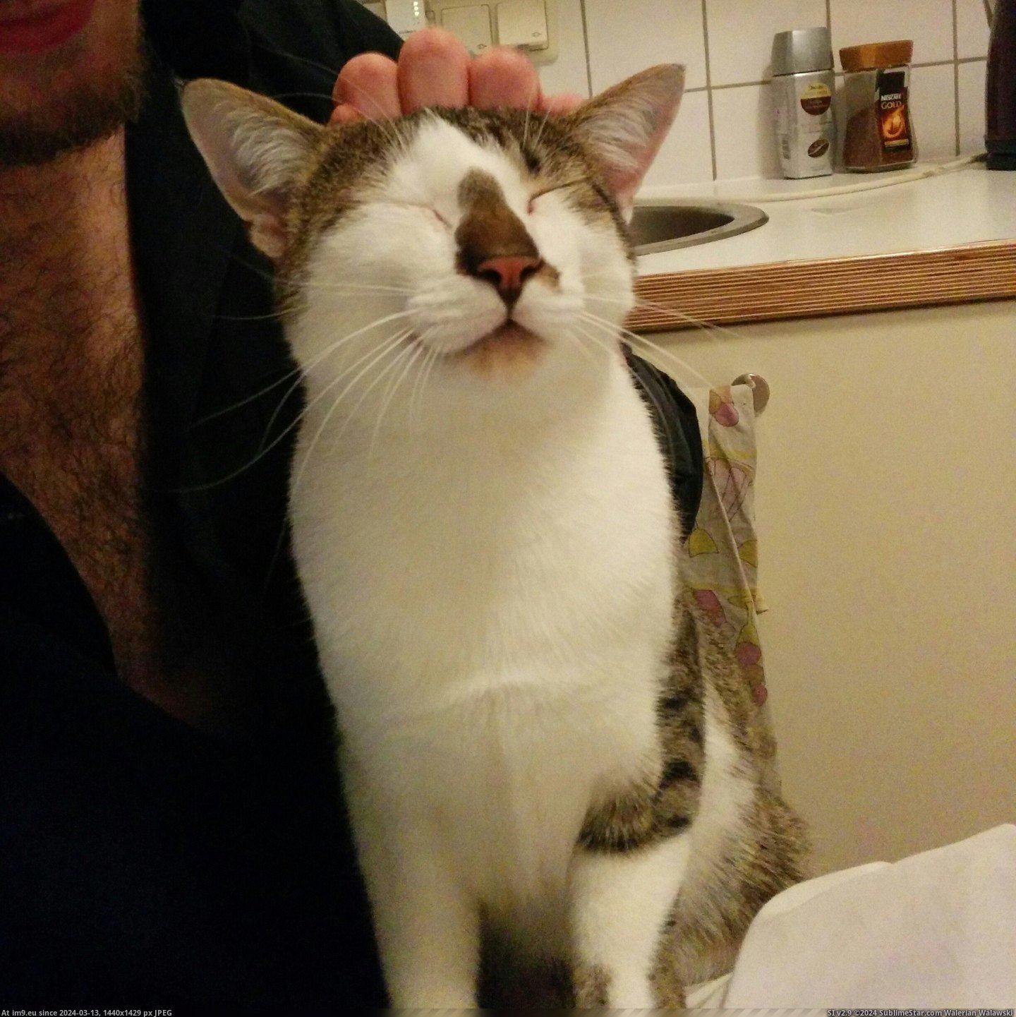 #Cats #Awww #Yissss #Spot [Cats] 'Awww yissss, that's the spot!' Pic. (Image of album My r/CATS favs))