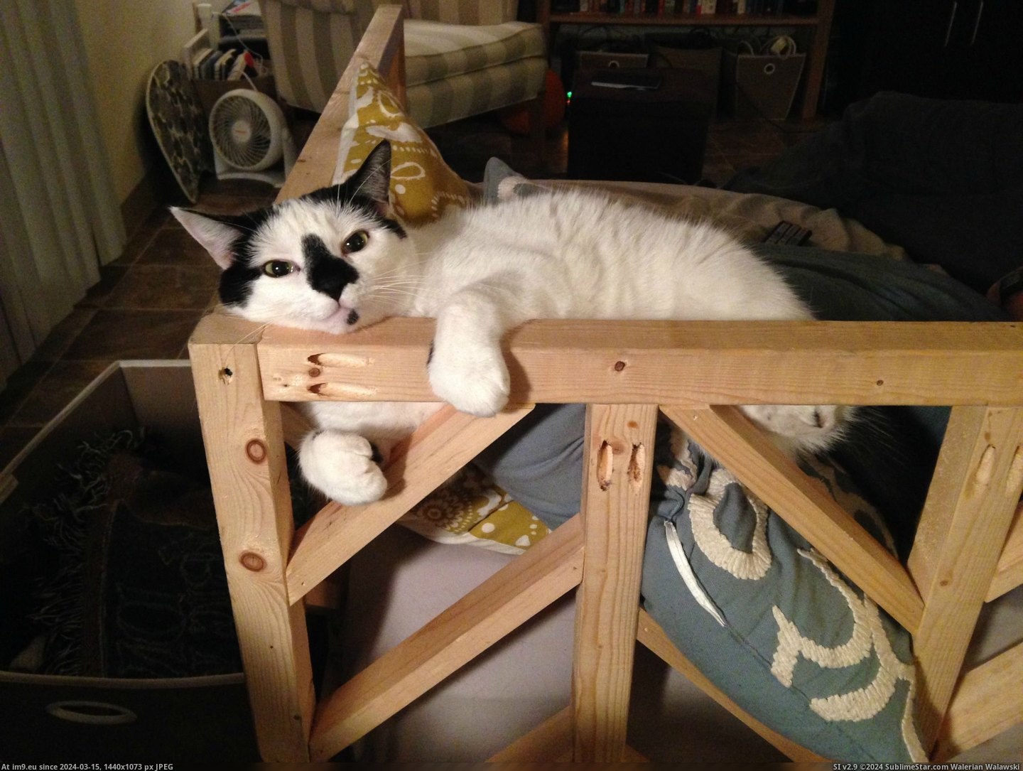 #Cats #Comfortable #Why [Cats] Because I'm comfortable, that's why. Pic. (Bild von album My r/CATS favs))