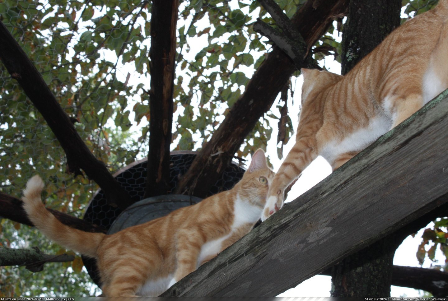 #Cats #Pen #Cat [Cats] Cat pen, cats inside! 3 Pic. (Bild von album My r/CATS favs))