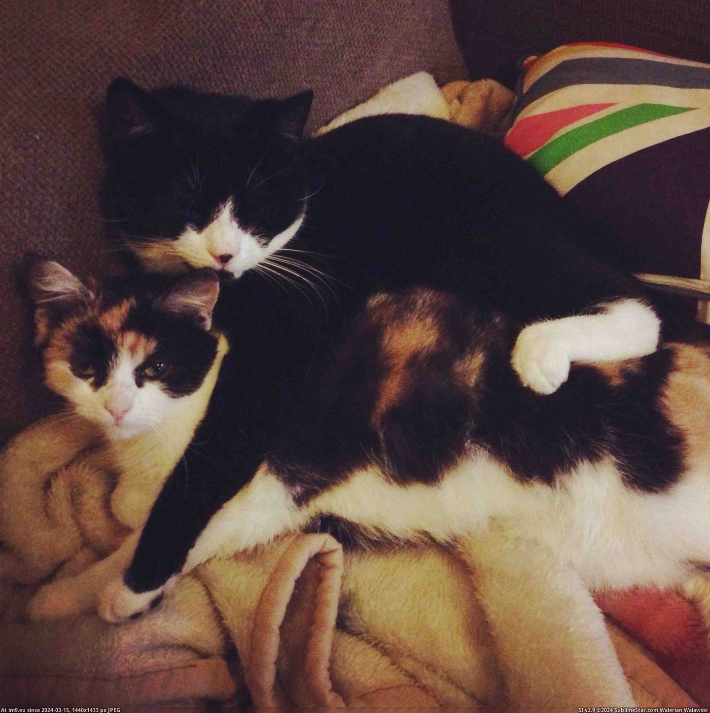 #Cats #Caught #Spooning #Two [Cats] Caught these two spooning each other Pic. (Image of album My r/CATS favs))