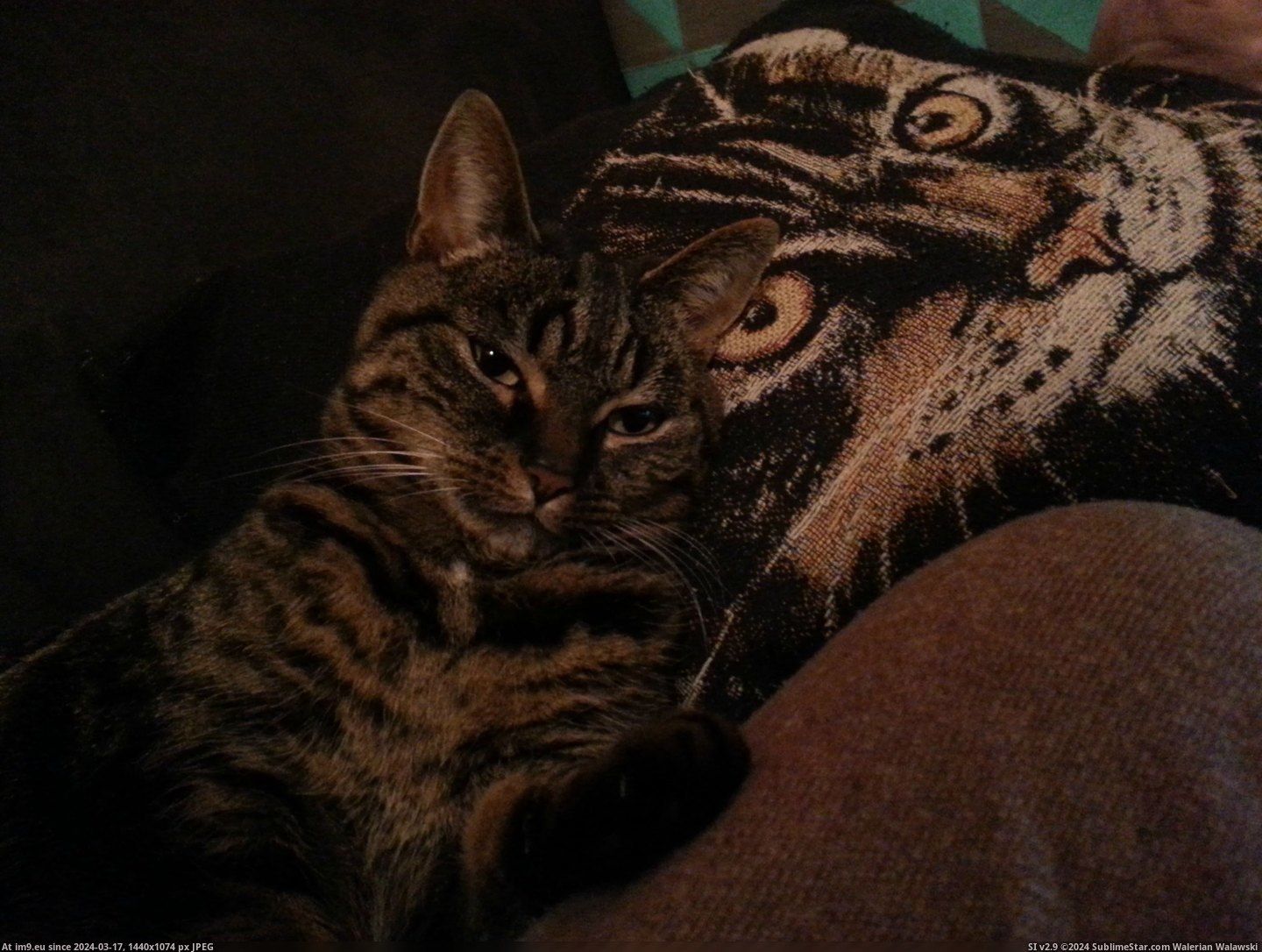 #Cats #Favorite #Pillow #Sleeping #Charlie [Cats] Charlie sleeping against her favorite pillow Pic. (Obraz z album My r/CATS favs))