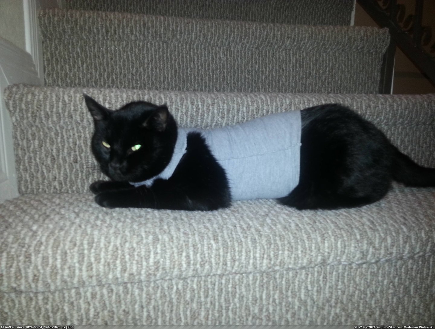 #Cats #Shame #Chewing #Stitches #Tank #Bro [Cats] Chewing your stitches gets you the bro tank of shame... Pic. (Image of album My r/CATS favs))