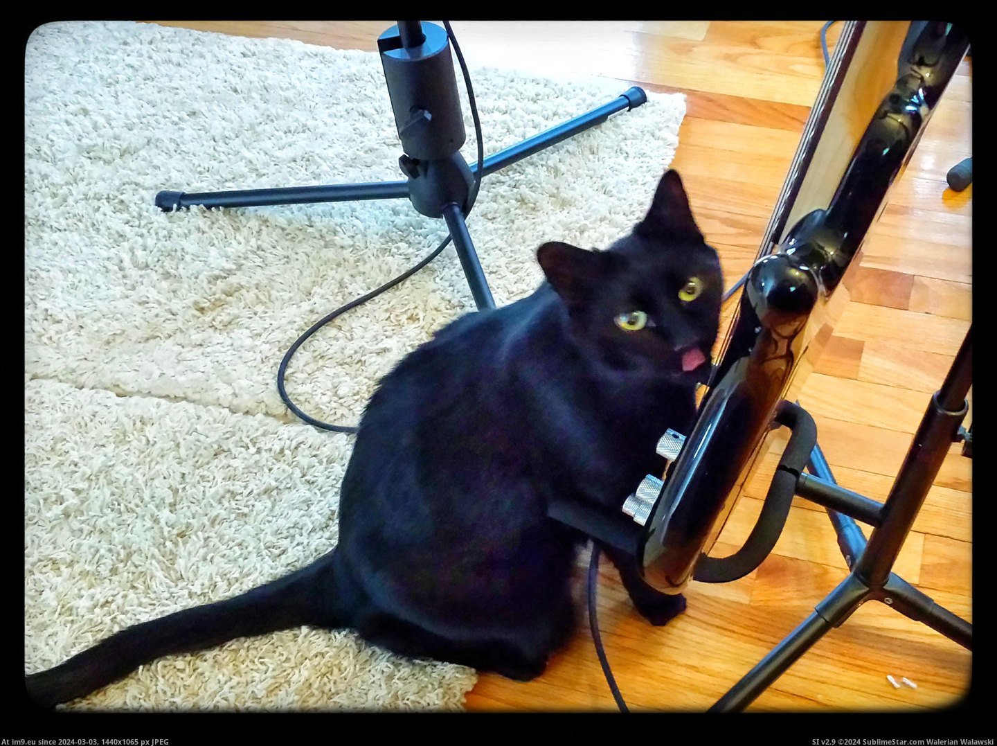 #Album #Cats #Awesome #Cricket #Bass #Putting #Tasty #Licks [Cats] Cricket provides some tasty bass for our next album by putting down some awesome licks. Pic. (Image of album My r/CATS favs))