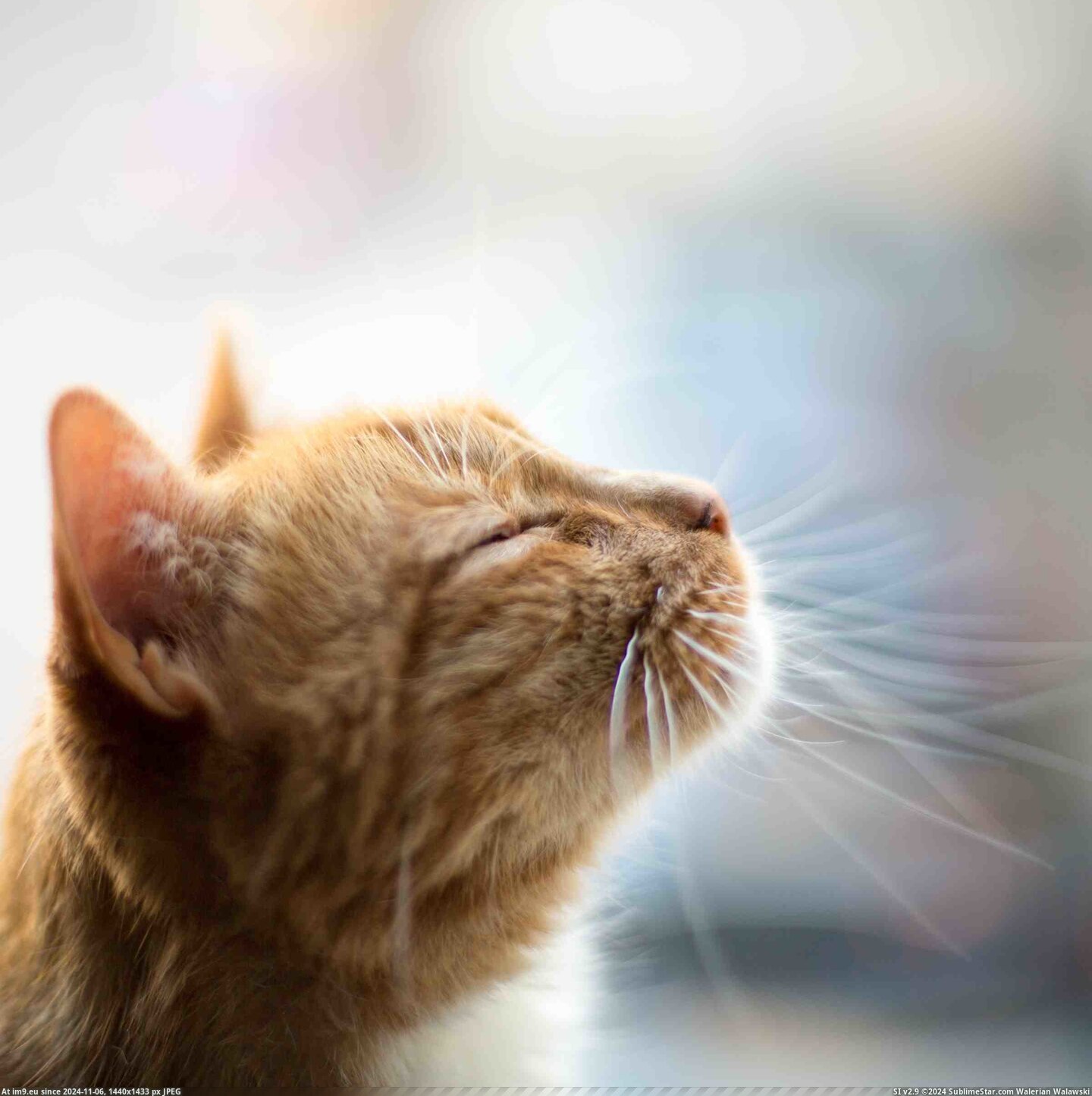 #Cats #Enjoying #Sun [Cats] Enjoying the sun Pic. (Image de album My r/CATS favs))