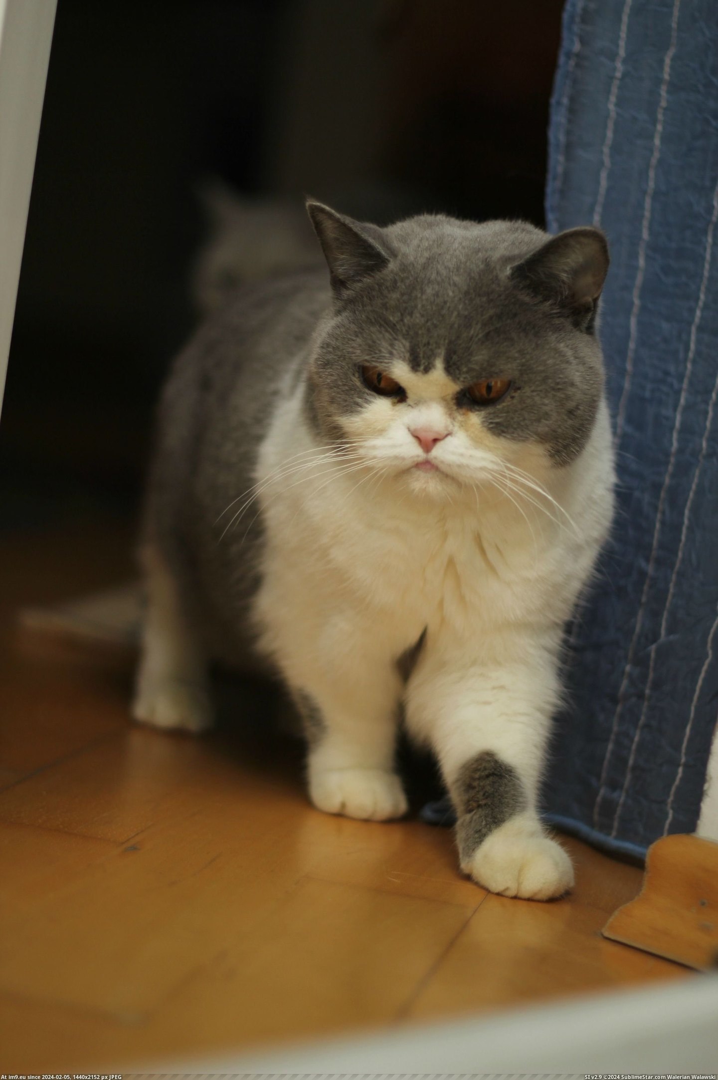 #Cats #Grumpy #Essi #Dwarf #Shorthair [Cats] Essi, a grumpy shorthair dwarf Pic. (Изображение из альбом My r/CATS favs))