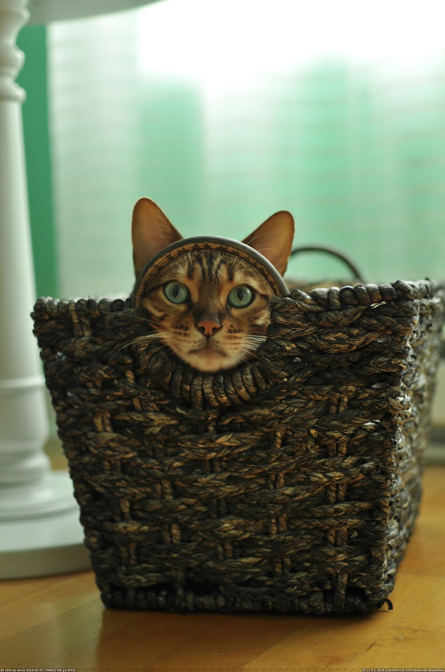 #Cats #Basket #Bengal #Cat [Cats] Found my Bengal cat in the basket... Pic. (Image of album My r/CATS favs))