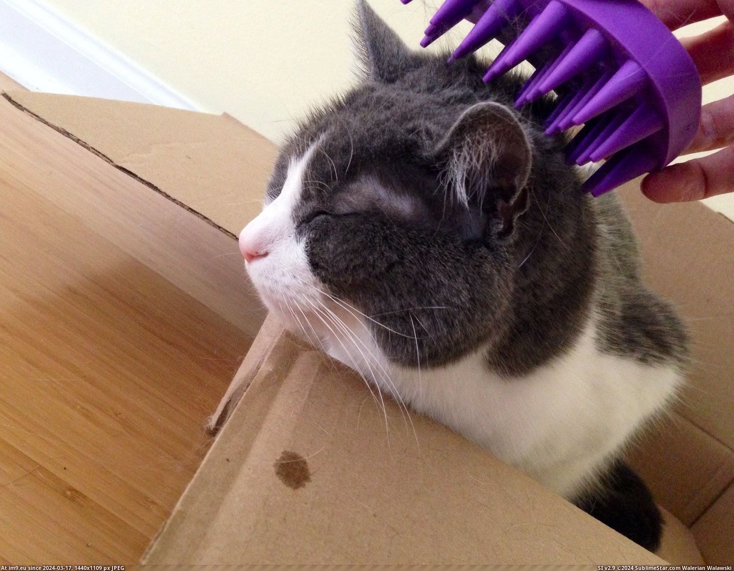 #Cats #Box #Note #Drool #Groom #Spot #Happiness [Cats] Happiness is a groom in a box. Note the drool spot. Pic. (Image of album My r/CATS favs))