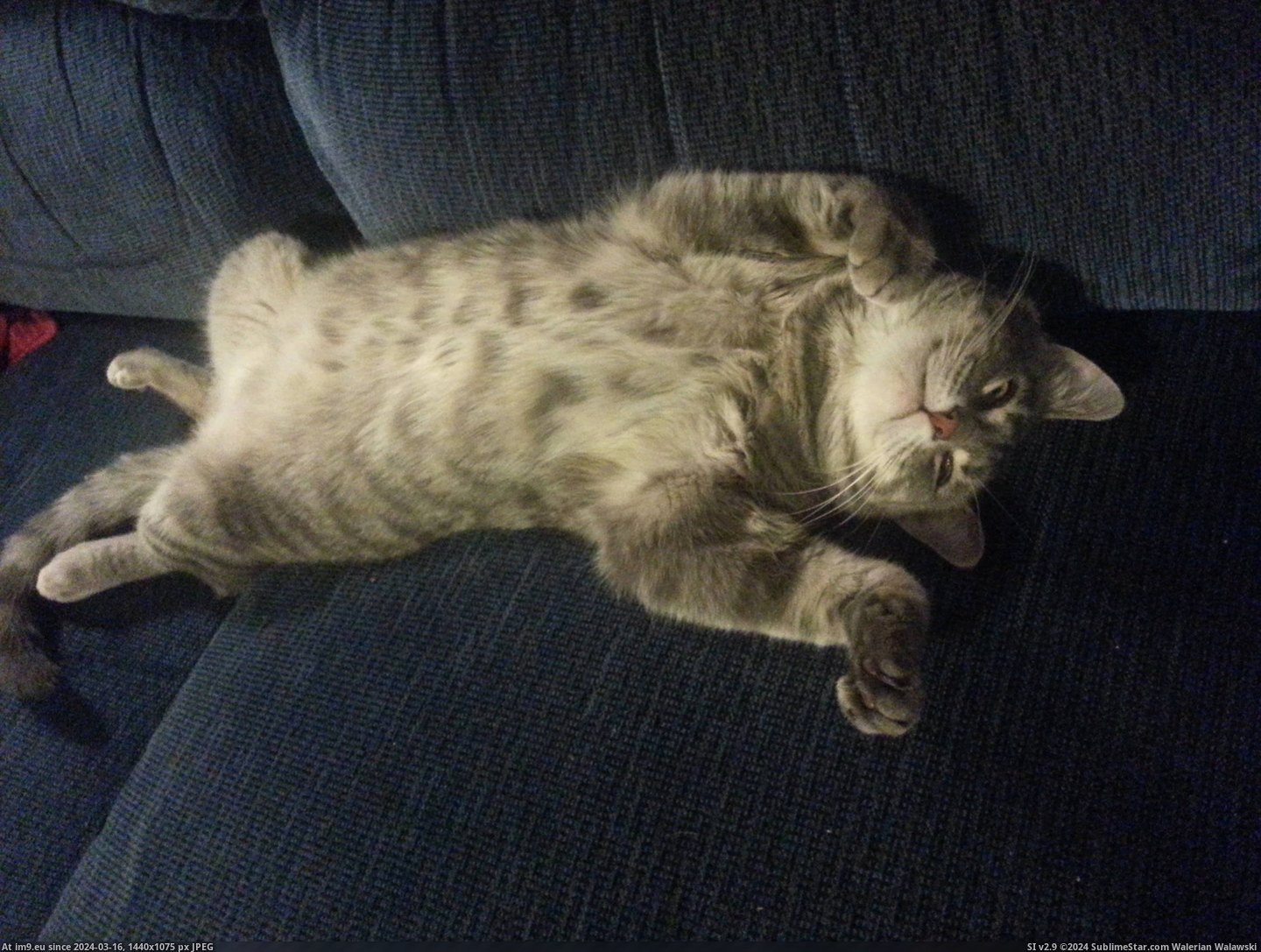 #Cats #You #Belly #Rub #Stormageddon #May #Now [Cats] Hi, I'm Stormageddon and this is my belly. You may rub it now. Pic. (Bild von album My r/CATS favs))