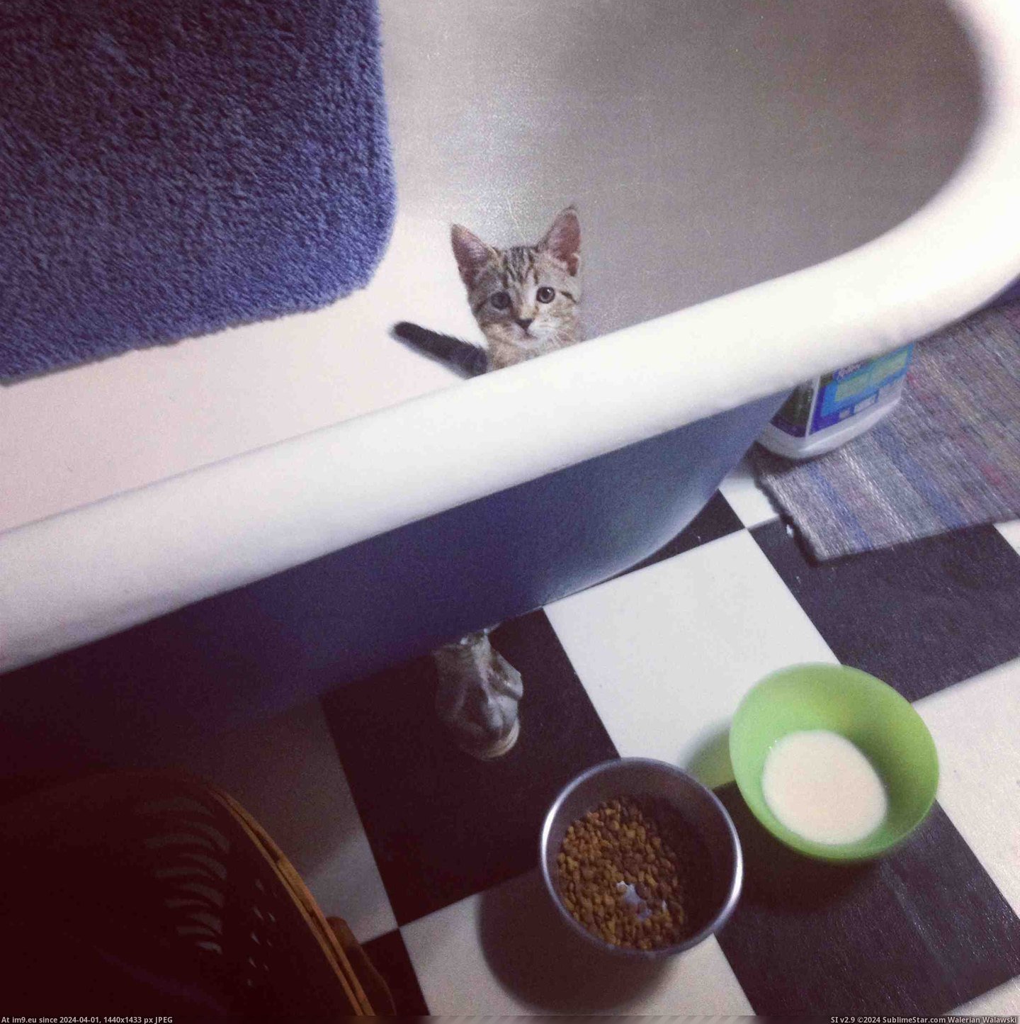 #Cats #Tub #Checking #Out [Cats] Hi! Just checking out the tub! Pic. (Изображение из альбом My r/CATS favs))