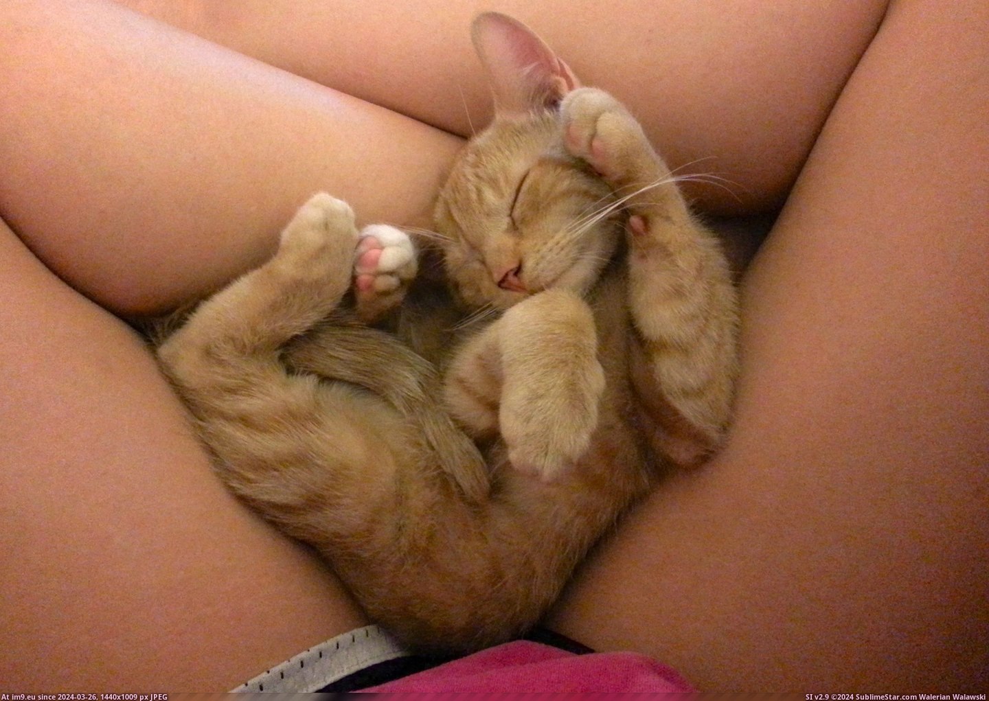 #Cats #Comfortable #How [Cats] How is this even comfortable?? 2 Pic. (Изображение из альбом My r/CATS favs))