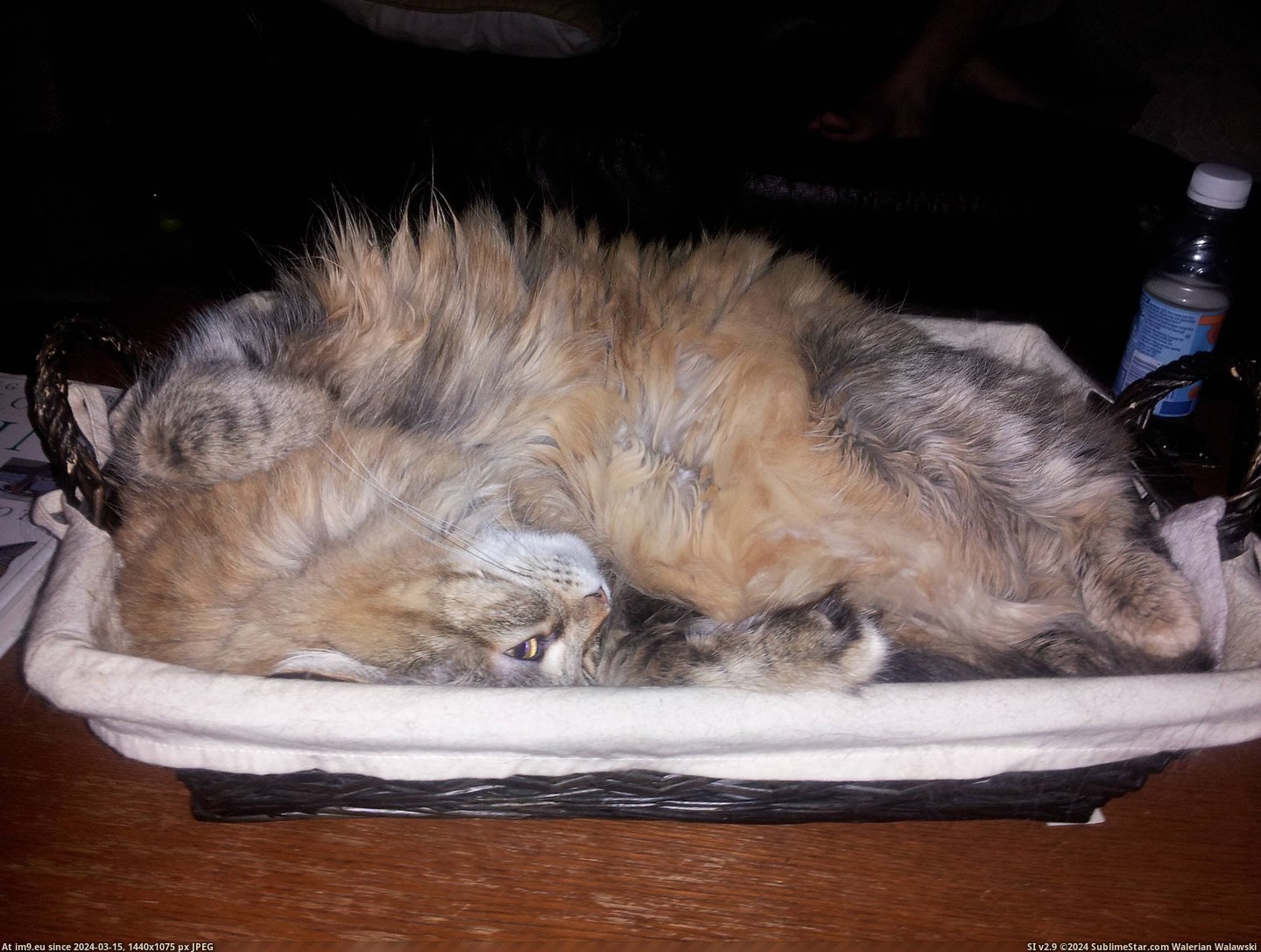 #Cats #How #Kisa #Sits #Sleeps [Cats] How Kisa sits and sleeps 1 Pic. (Изображение из альбом My r/CATS favs))