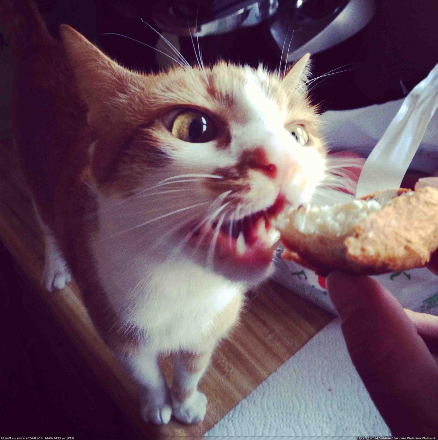 #Cats #Bagelz #Can [Cats] I can has bagelz? Pic. (Image of album My r/CATS favs))