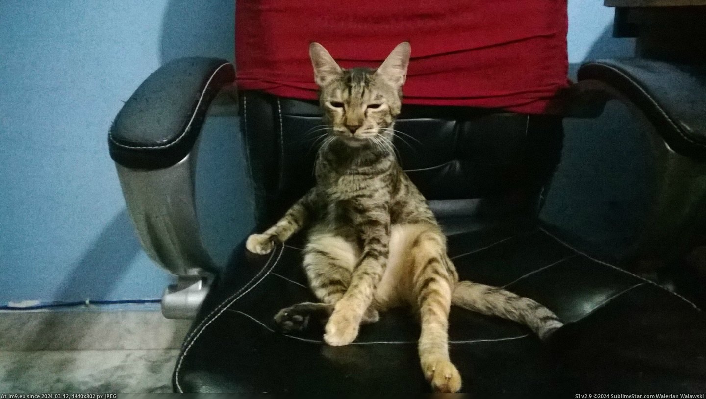 #Cats #Sit #Deal #Desktop #Everyday [Cats] i have to deal with this everyday if i want to sit and use my desktop Pic. (Obraz z album My r/CATS favs))