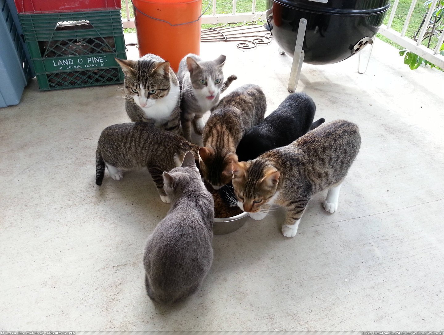 #Cats #Bigger #Bowl [Cats] I think I need a bigger bowl... Pic. (Image of album My r/CATS favs))