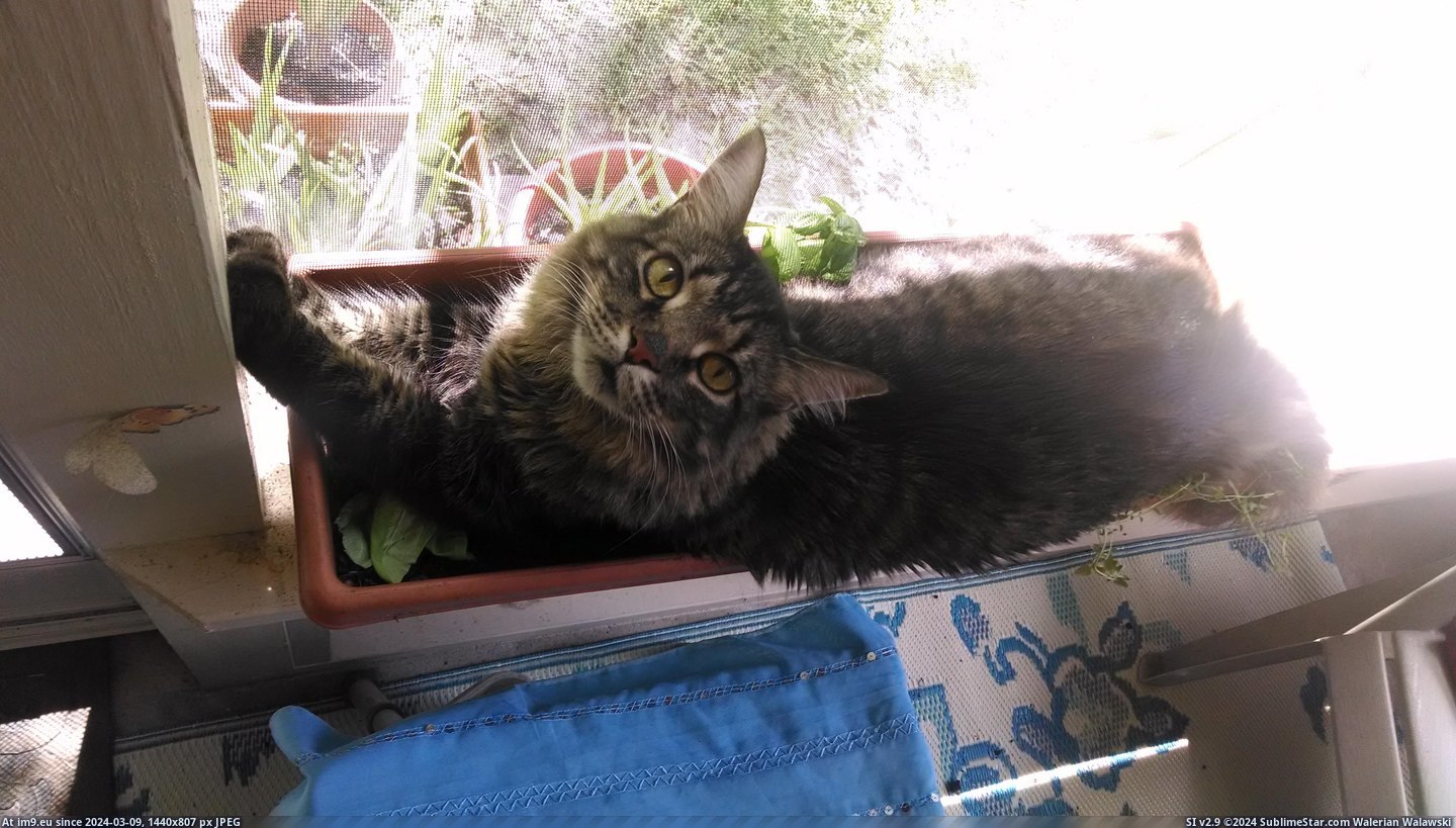 #Cats #Wondering #Plants #Good [Cats] I've been wondering why my plants haven't been looking so good lately... Pic. (Obraz z album My r/CATS favs))