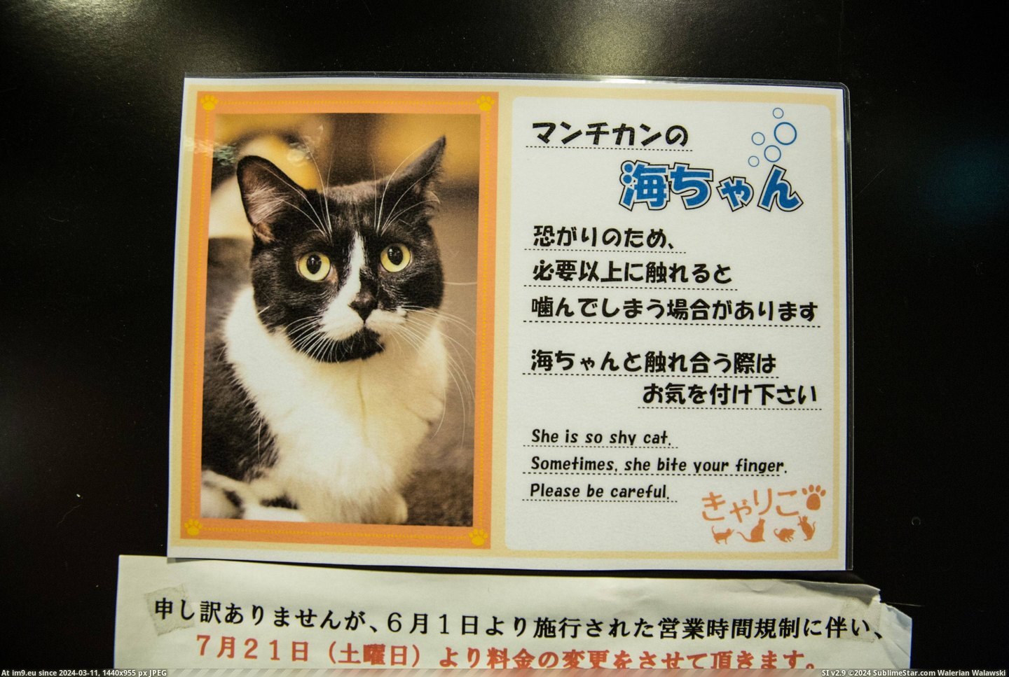 #Cats #Cat #Visited #Tokyo #Cafe [Cats] I visited a cat cafe in Tokyo... 10 Pic. (Bild von album My r/CATS favs))