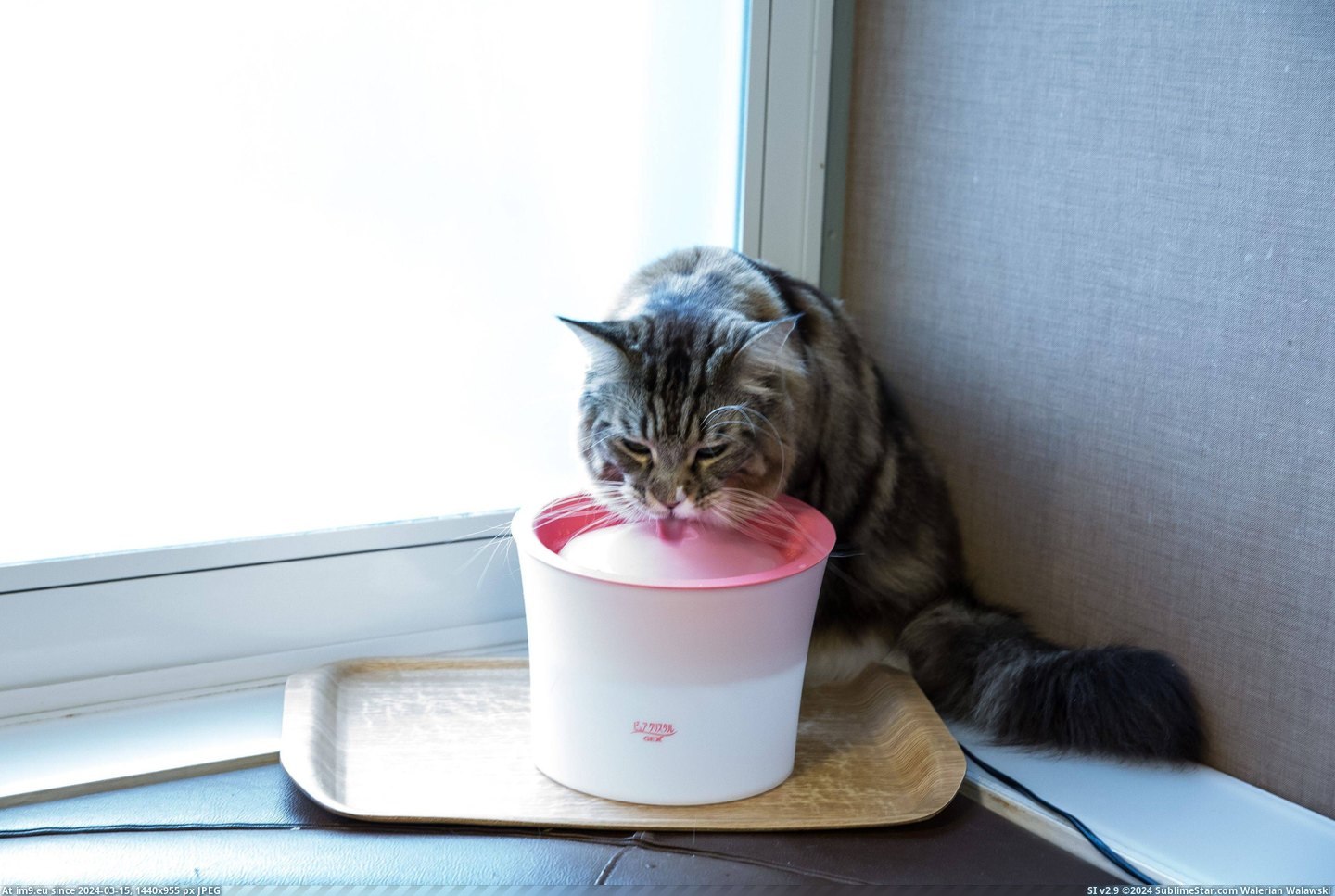 #Cats #Cat #Visited #Tokyo #Cafe [Cats] I visited a cat cafe in Tokyo... 17 Pic. (Obraz z album My r/CATS favs))