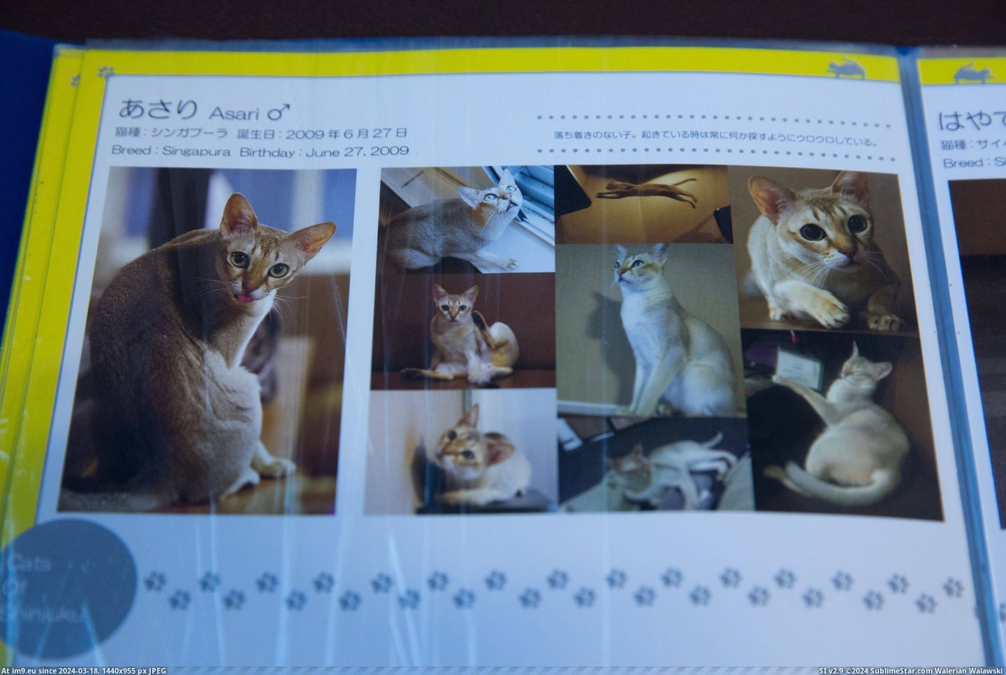 #Cats #Cat #Visited #Tokyo #Cafe [Cats] I visited a cat cafe in Tokyo... 20 Pic. (Image of album My r/CATS favs))
