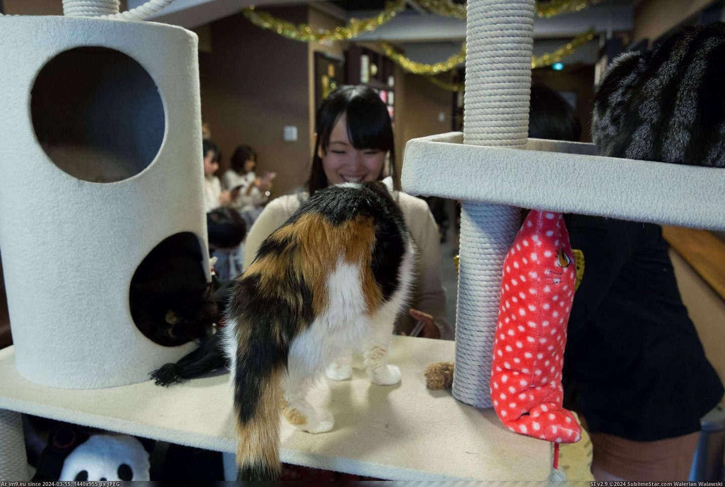#Cats #Cat #Visited #Tokyo #Cafe [Cats] I visited a cat cafe in Tokyo... 22 Pic. (Bild von album My r/CATS favs))