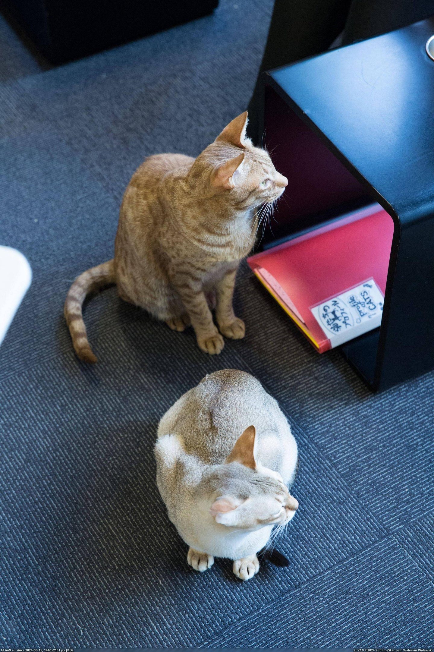 #Cats #Cat #Visited #Tokyo #Cafe [Cats] I visited a cat cafe in Tokyo... 24 Pic. (Obraz z album My r/CATS favs))