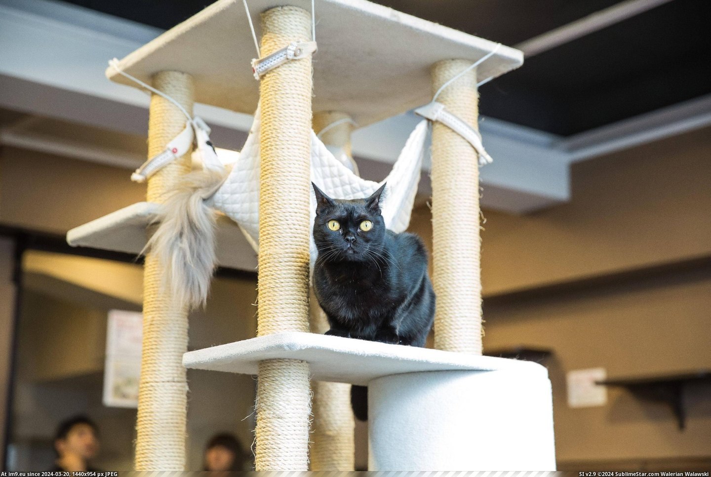 #Cats #Cat #Visited #Tokyo #Cafe [Cats] I visited a cat cafe in Tokyo... 4 Pic. (Obraz z album My r/CATS favs))