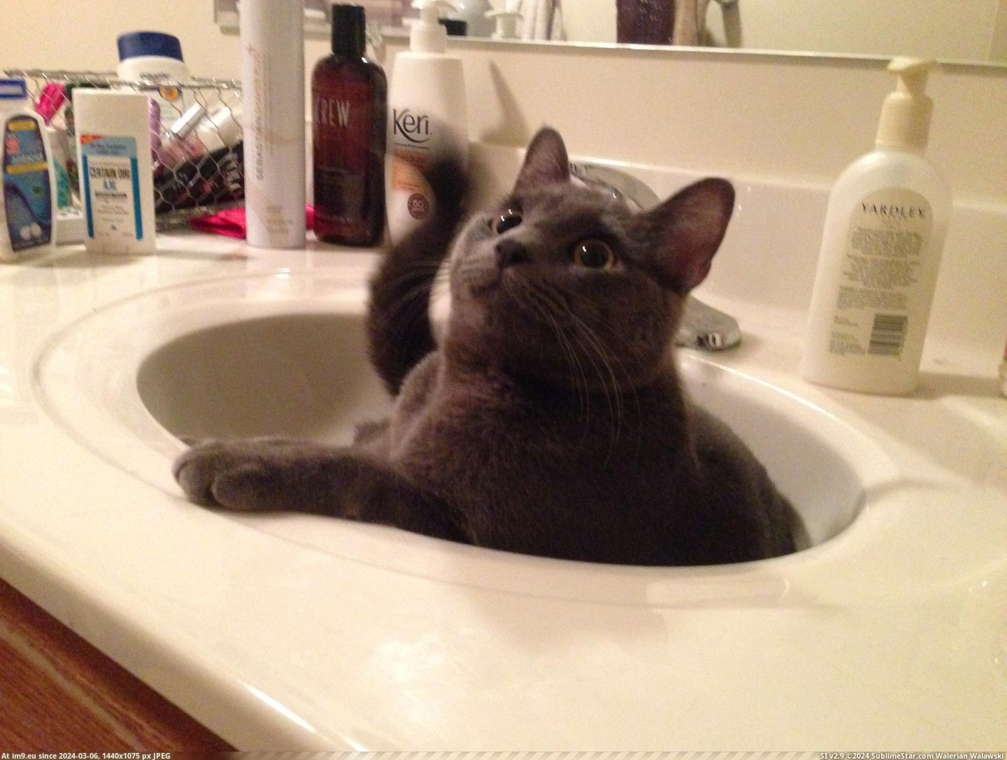 #Cats #Wanted #Brush #Schedule #Coincided #Sits #Teeth [Cats] I wanted to brush my teeth. It coincided with his sits schedule. Pic. (Image of album My r/CATS favs))