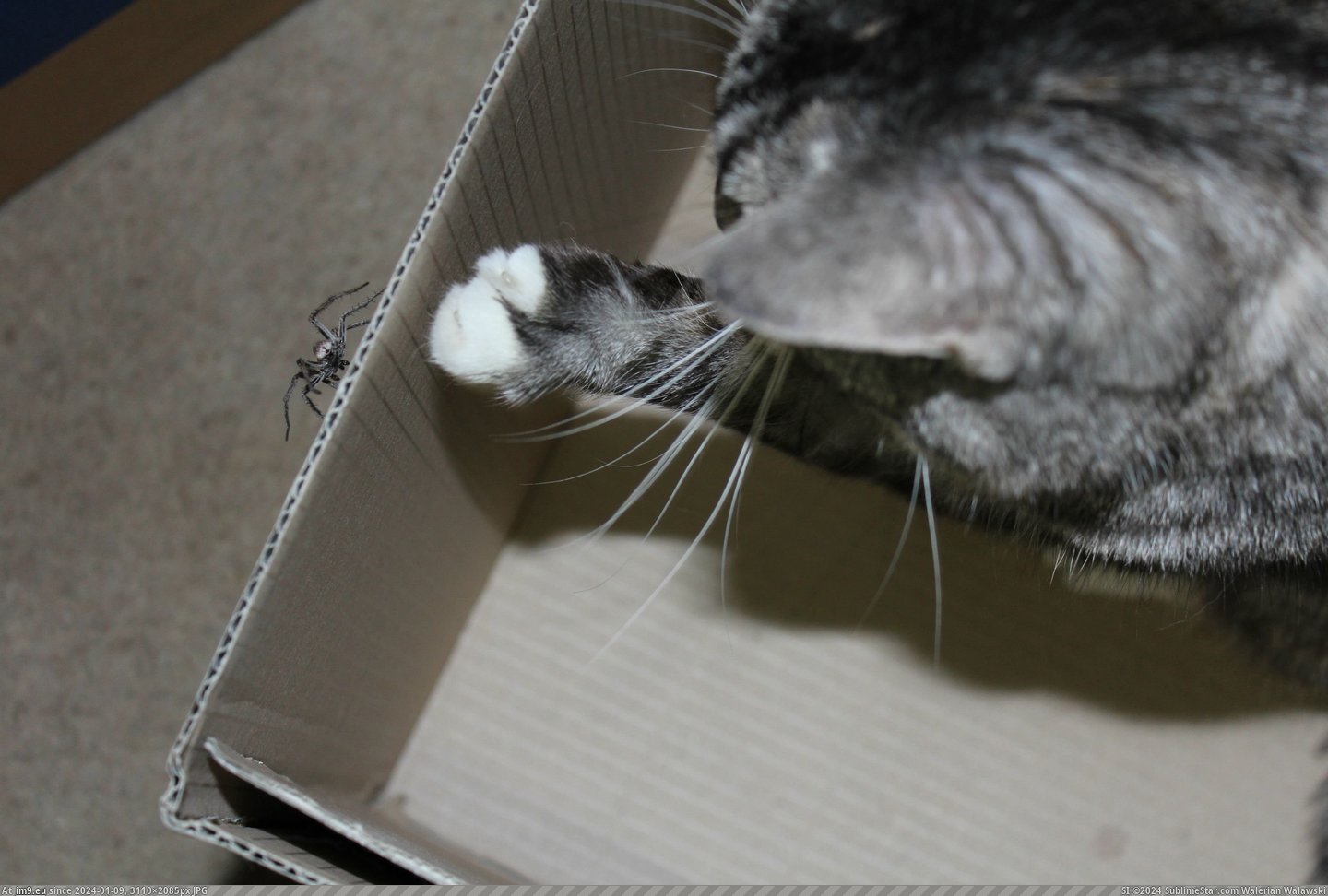 #Cats #Was #Pretty #Atari #Scratching #Frantically #Woken #Thought #She #Box [Cats] I was just woken up by Atari scratching around pretty frantically in her box. I thought she'd either pee'd in it, or she  Pic. (Image of album My r/CATS favs))