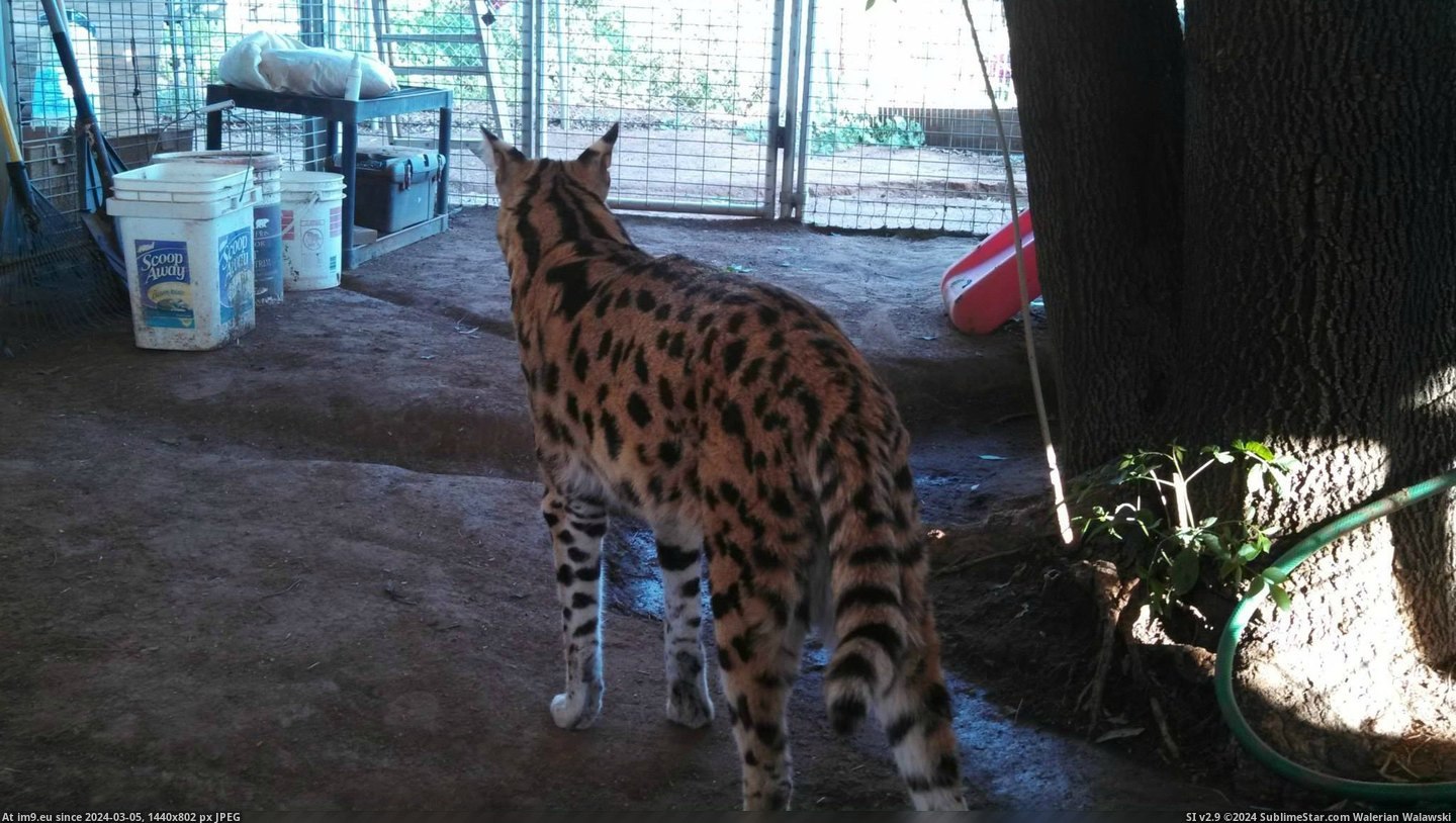 #Cats #One #Work #Care #Exotic #Habitat #Shugi #Met #Animal #Animals [Cats] I work at an exotic animal habitat, and I just met one of the animals I'll be taking care of. His name is Shugi and he's  Pic. (Image of album My r/CATS favs))