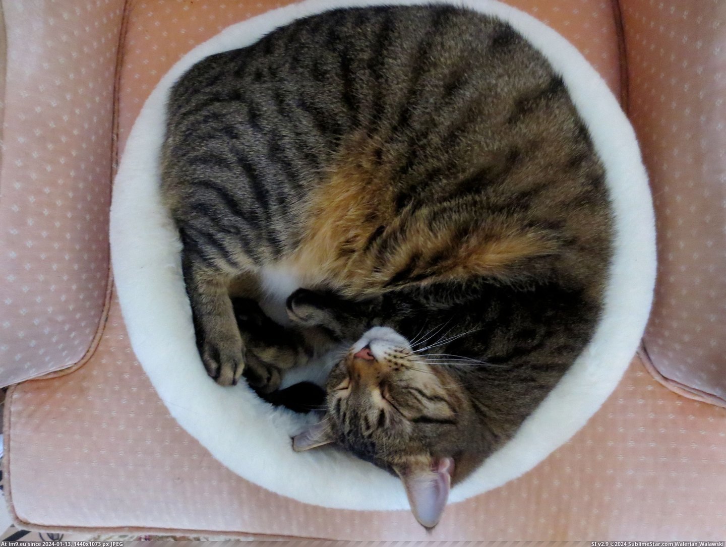 #Cats #Cat #Circle #Cold #Turned [Cats] It's cold so my cat turned into a circle . . . Pic. (Image of album My r/CATS favs))