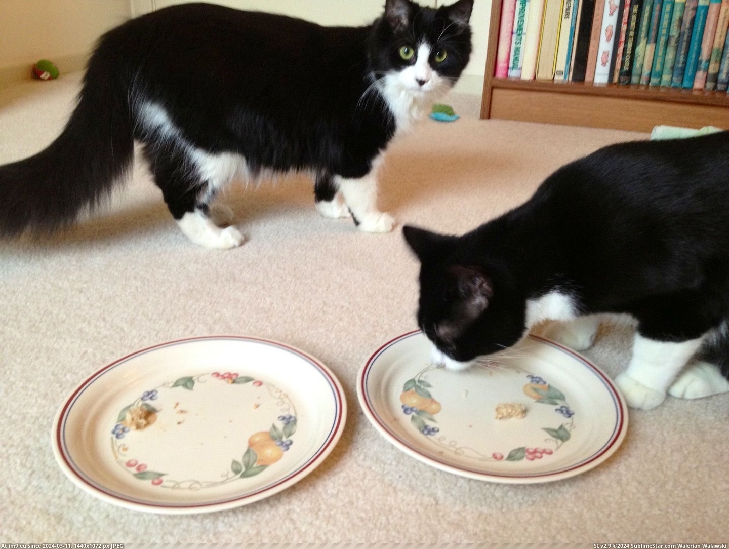 #Cats #Two #Happy #Feast #Catsgiving #Enjoying #Thanksgiving #Kitties [Cats] Just two kitties enjoying a Catsgiving feast. Happy Thanksgiving everyone! 2 Pic. (Obraz z album My r/CATS favs))