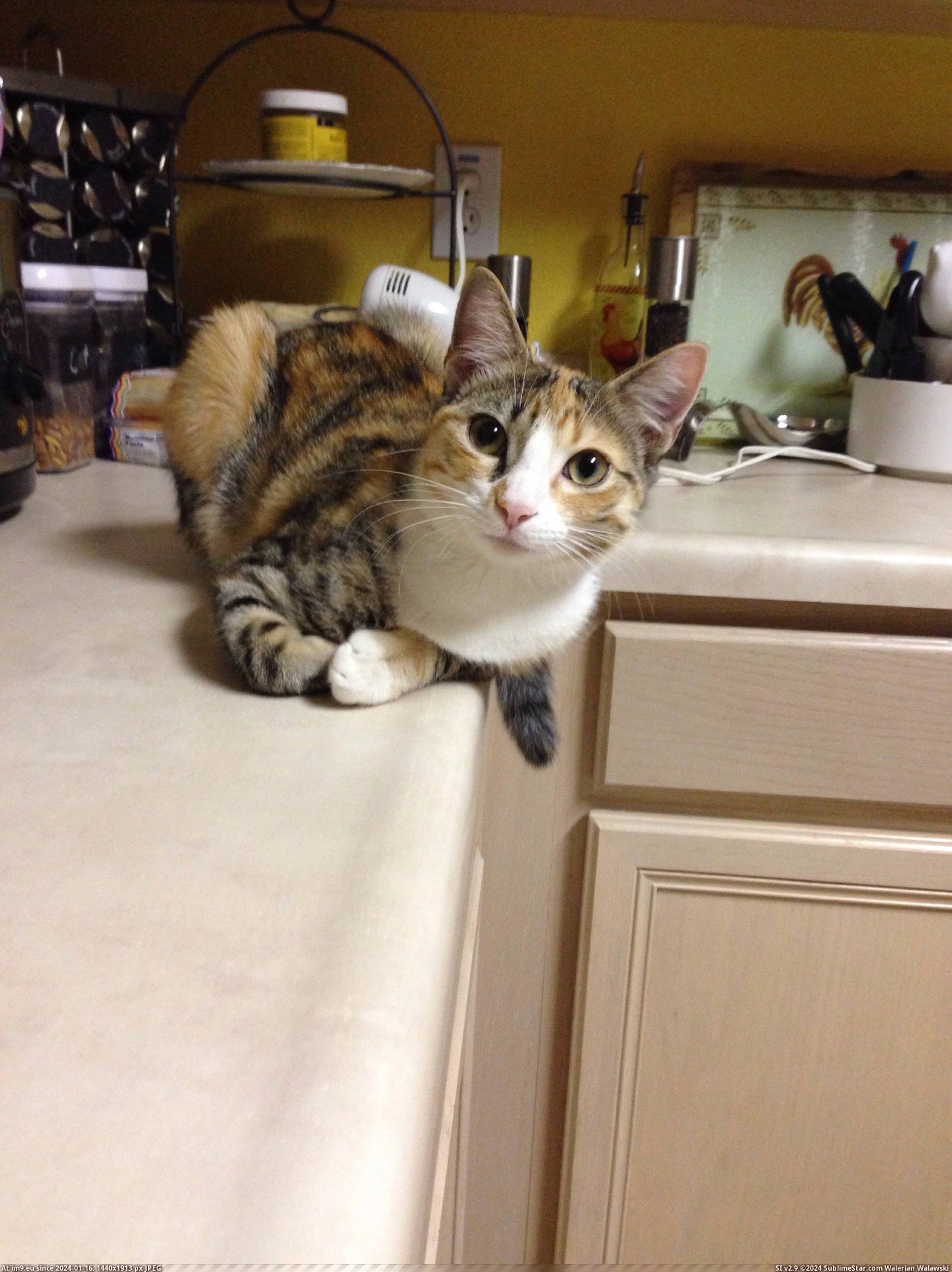 #Cats #Casual #Dishes #Watching [Cats] 'Little Miss Casual' watching me do the dishes. Pic. (Изображение из альбом My r/CATS favs))