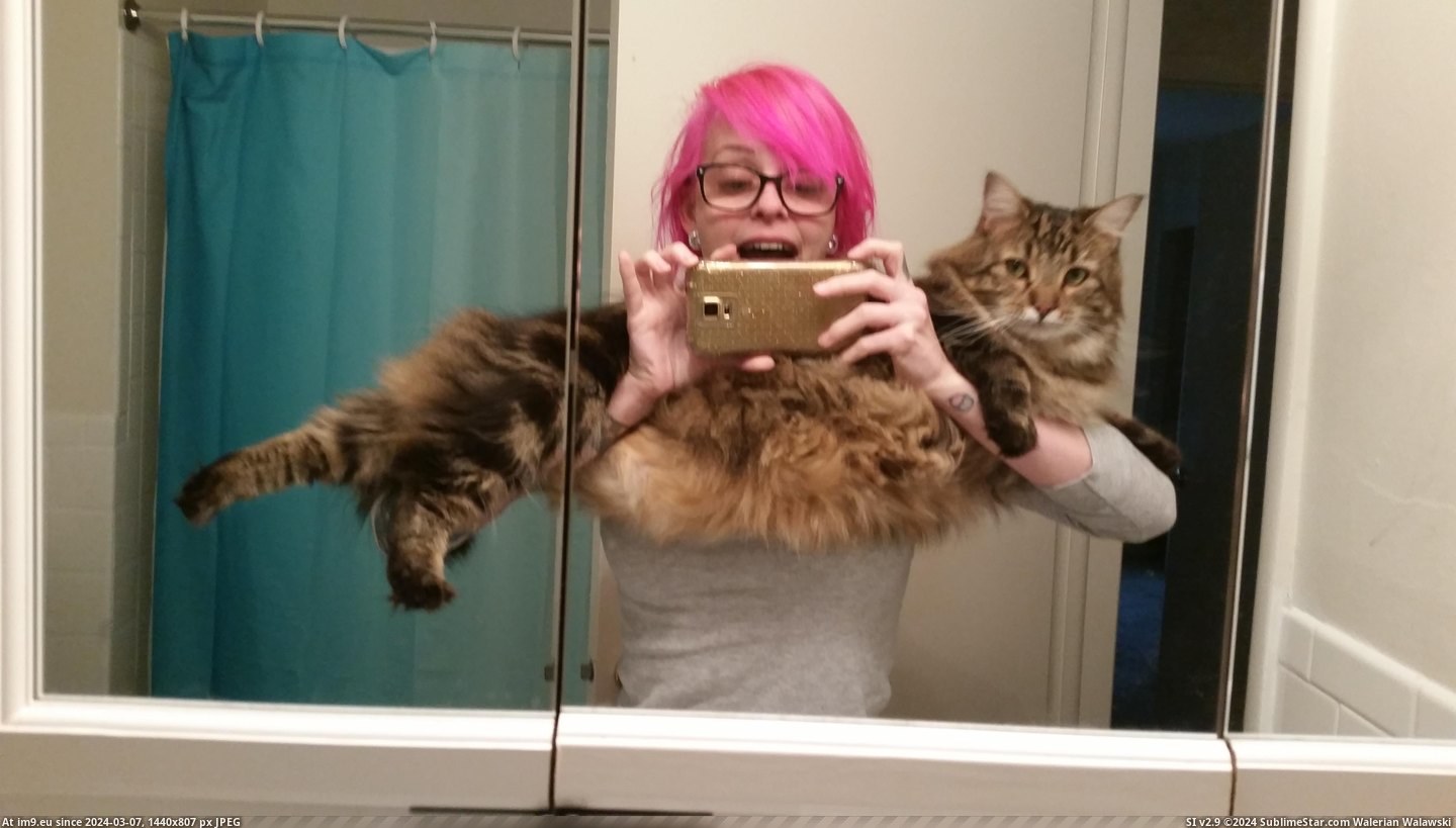 #Cats #Baby #Meeko #Maine #Coon [Cats] Meeko, my Maine Coon baby. Pic. (Image of album My r/CATS favs))