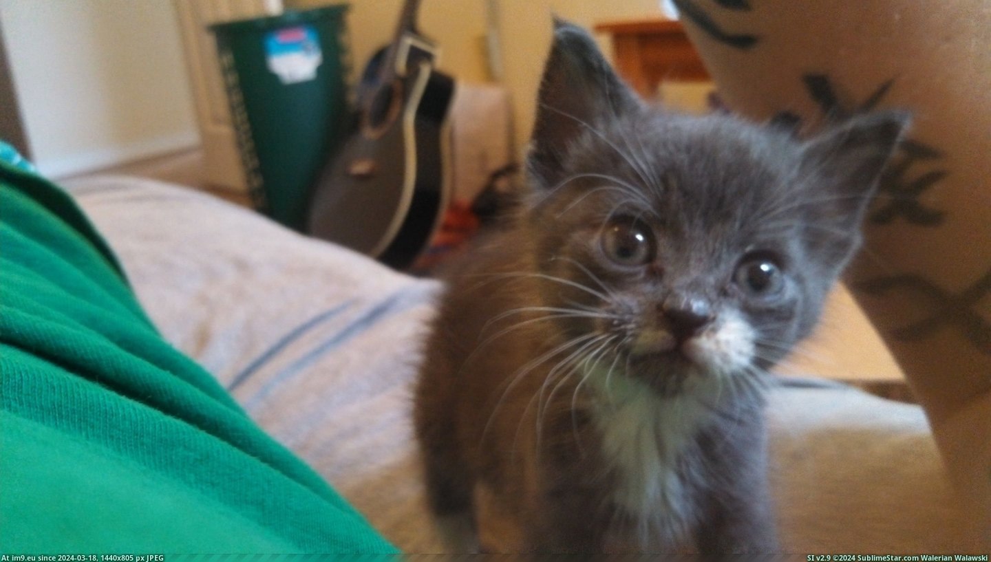 #Cats #Kitten #Meet #Socks #Fierce #Insects #Drogo #Adorable #Rescued #Hunter #Orphan [Cats] Meet Drogo! I rescued him as an adorable orphan kitten, and now he's a fierce hunter of socks and insects. 1 Pic. (Image of album My r/CATS favs))