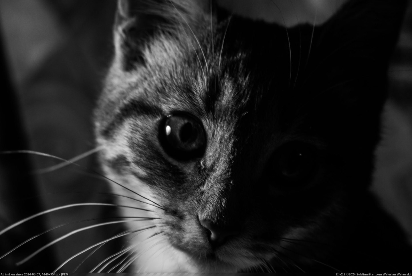 #Cats #Meet #Tiger #Cat [Cats] Meet my cat Tiger 5 Pic. (Image of album My r/CATS favs))