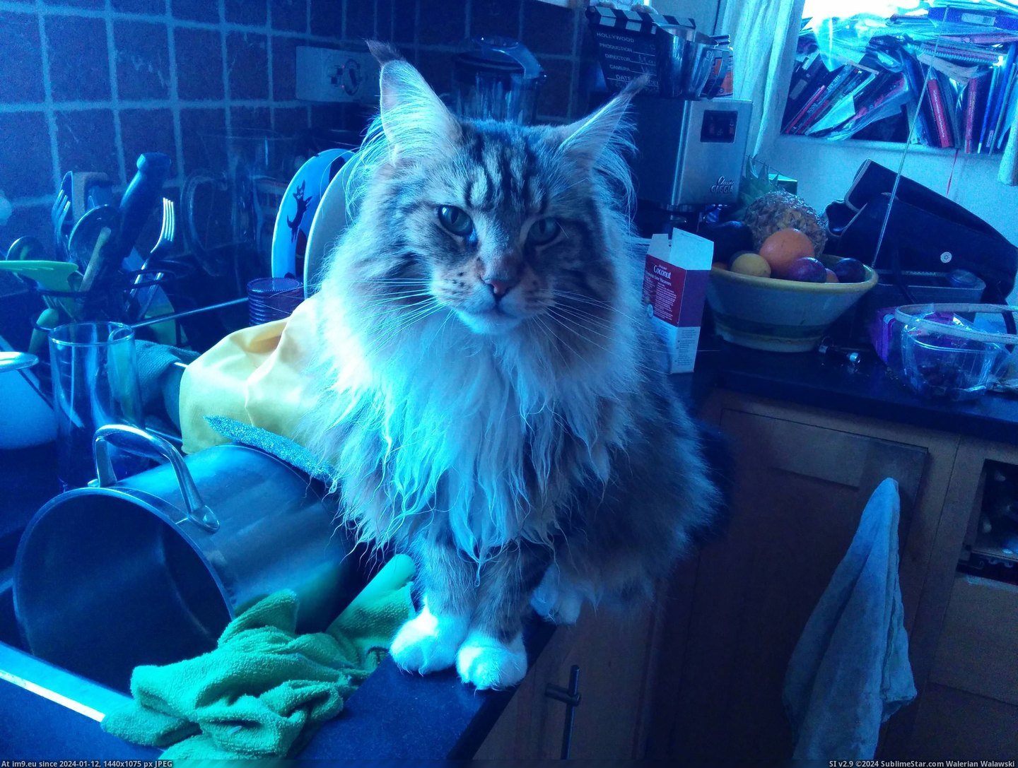 #Cats #Beautiful #Hattie #Maine #Coon [Cats] My beautiful Maine coon: Hattie :) Pic. (Image of album My r/CATS favs))