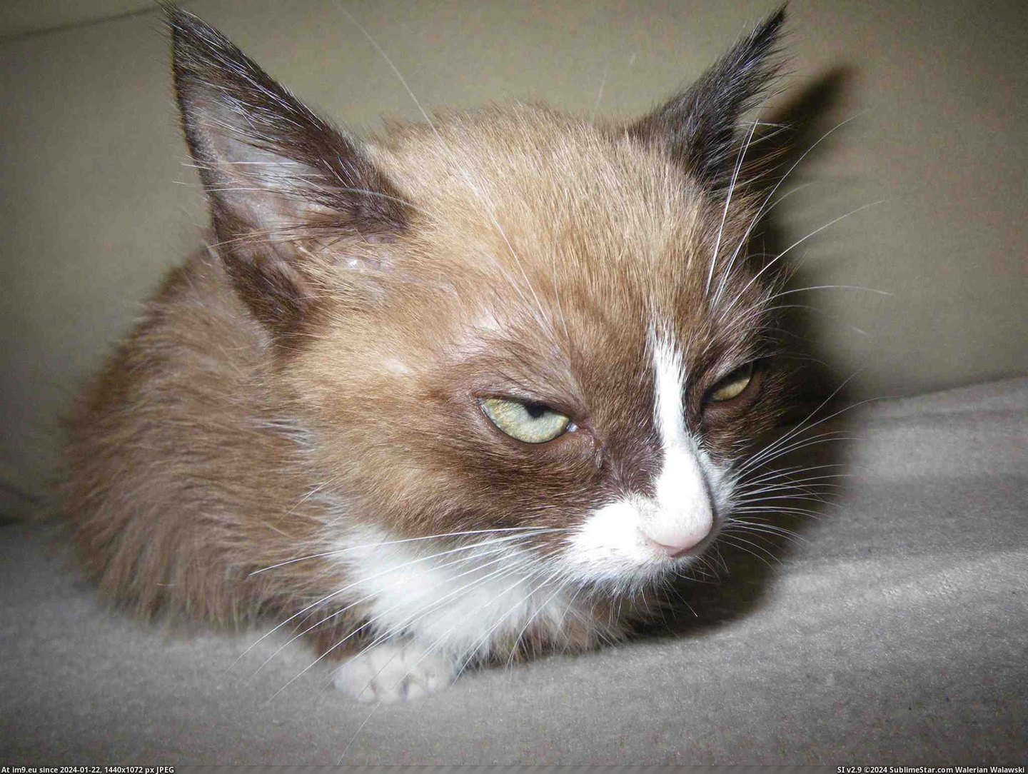 #Cats #Brother #Grumpy #Cat [Cats] My brother's cat looks like Grumpy Cat Pic. (Bild von album My r/CATS favs))