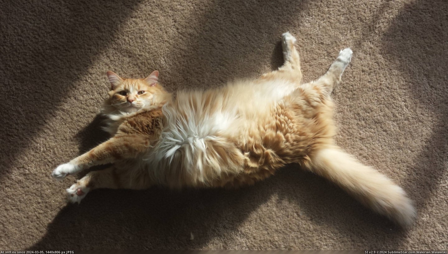 #Cats #Cat #Bent #Twisted #Reason #Shape [Cats] My cat is seriously twisted. He always gets so bent out of shape for no reason. Pic. (Image of album My r/CATS favs))